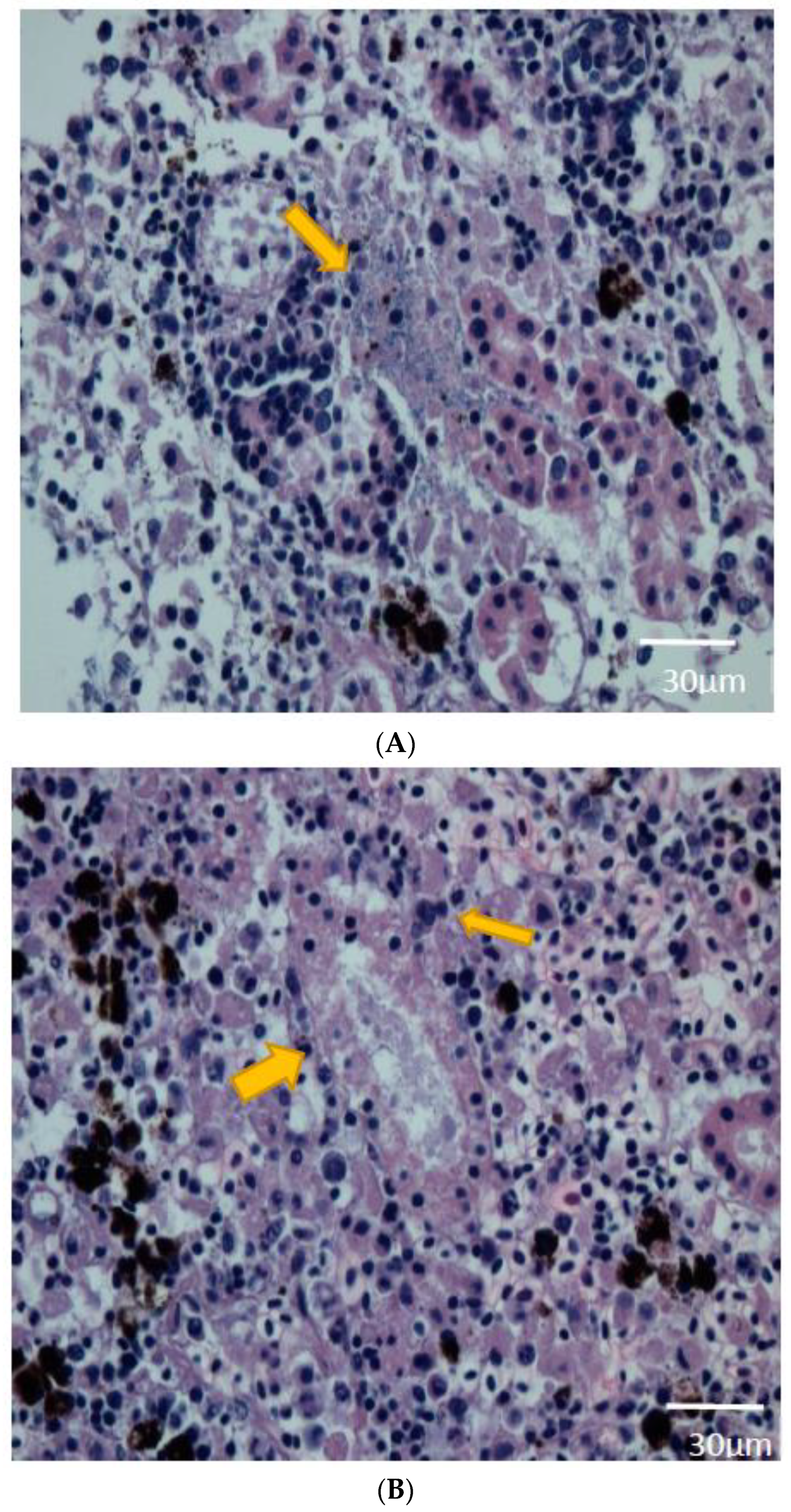 Pathogens 08 00146 g003