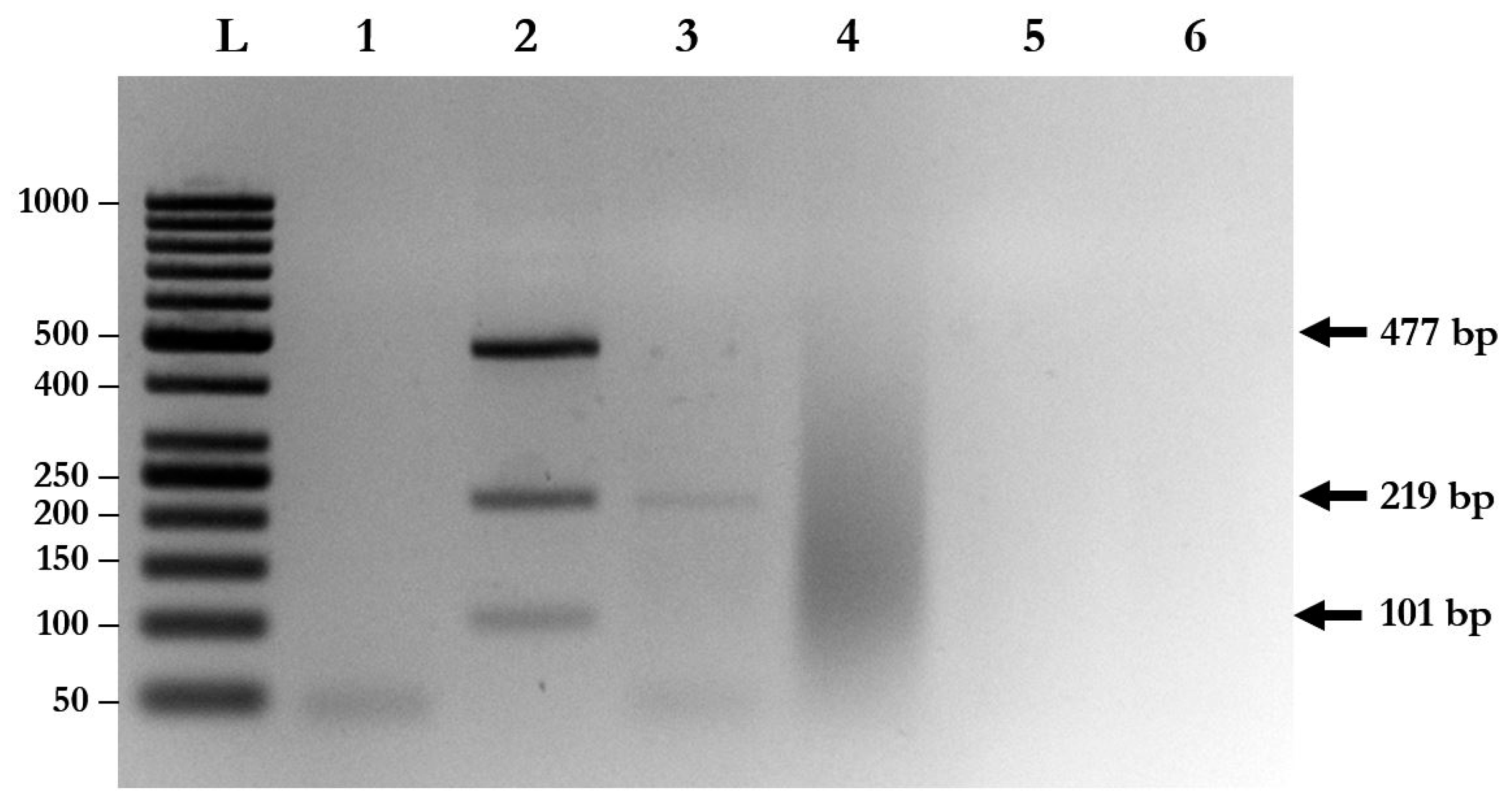 Pathogens 08 00152 g002 Pathogens 08 00152 g002