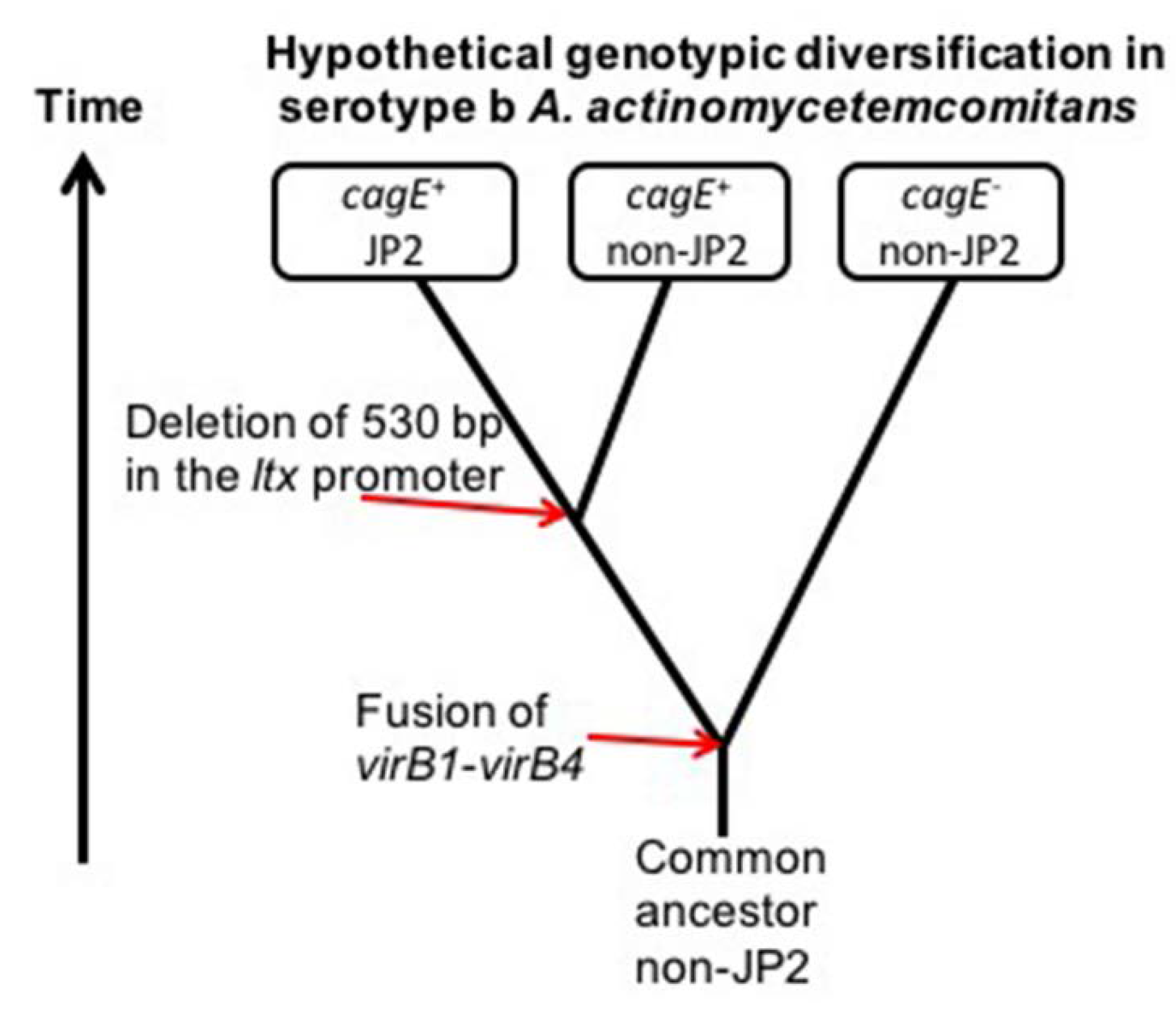 Pathogens 08 00153 g004