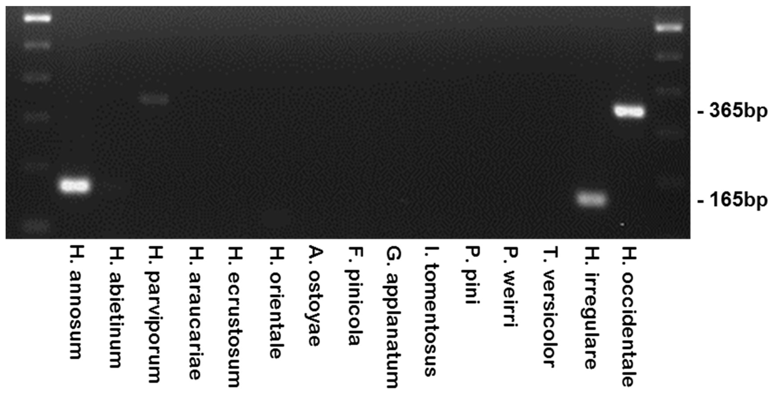 Pathogens 08 00156 g004