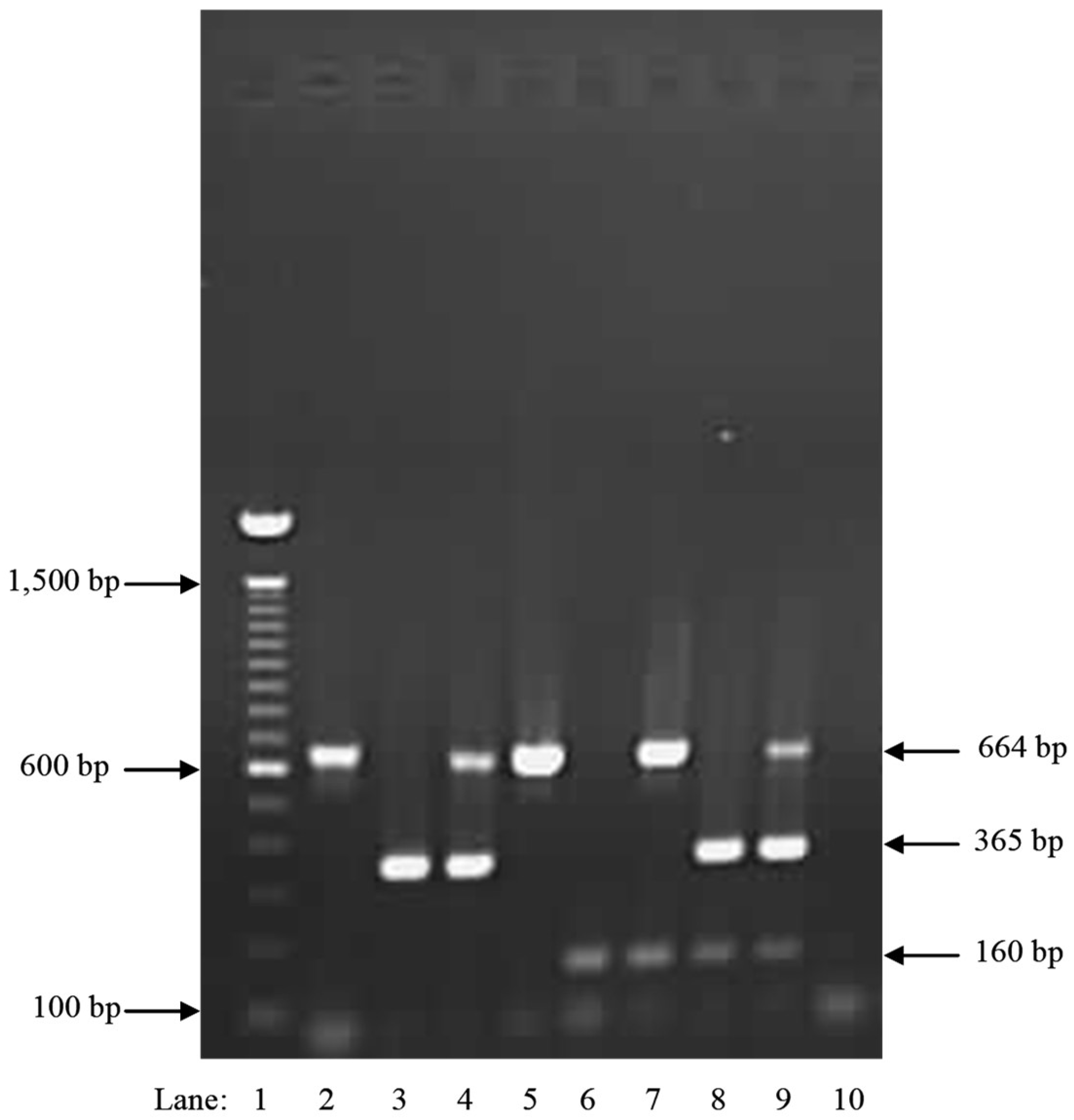 Pathogens 08 00156 g008