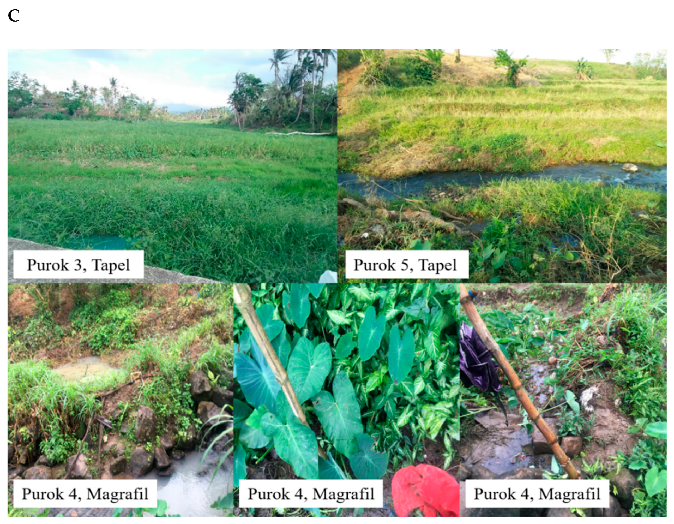 Pathogens 08 00160 g002c Pathogens 08 00160 g002c