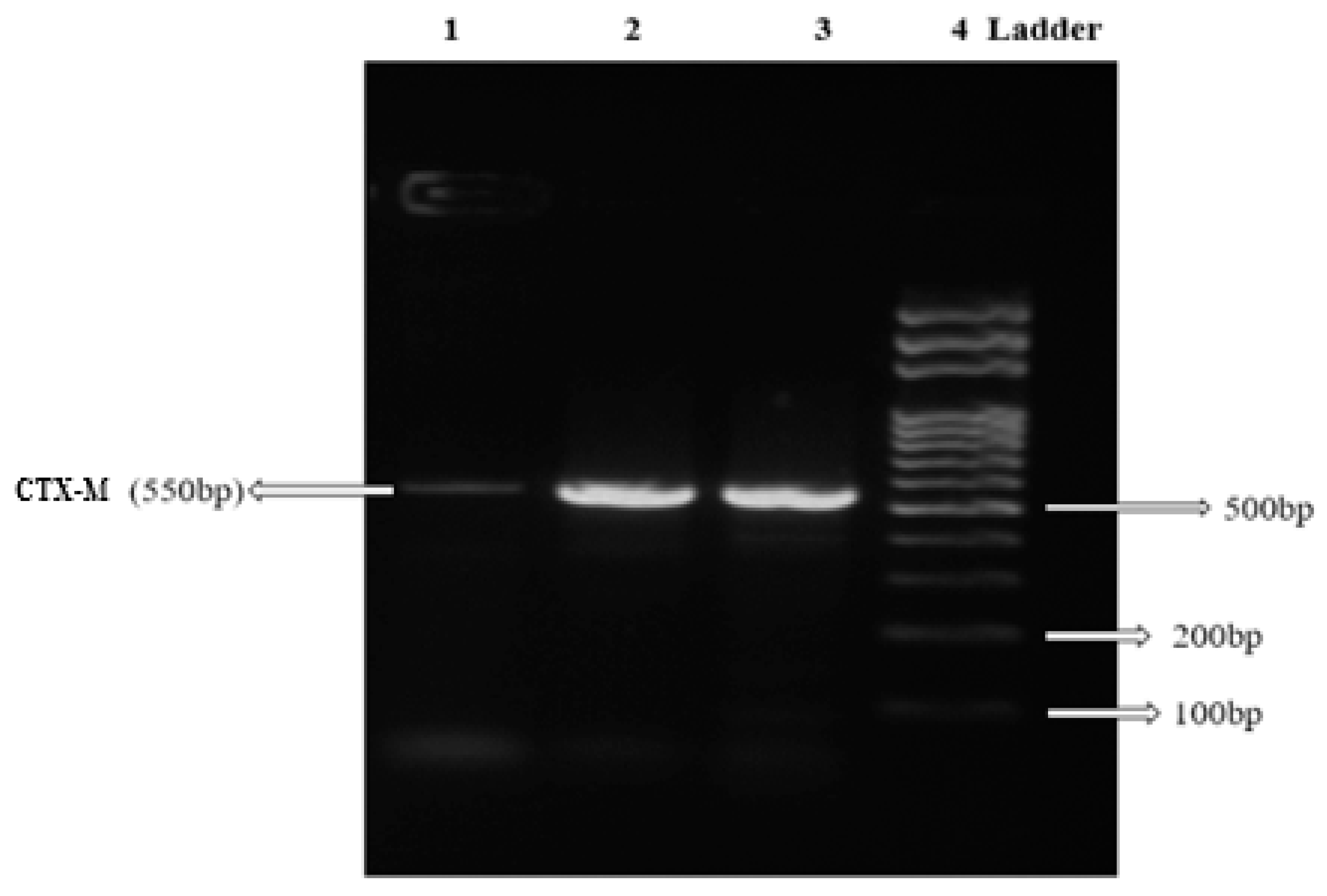 Pathogens 08 00164 g002 Pathogens 08 00164 g002