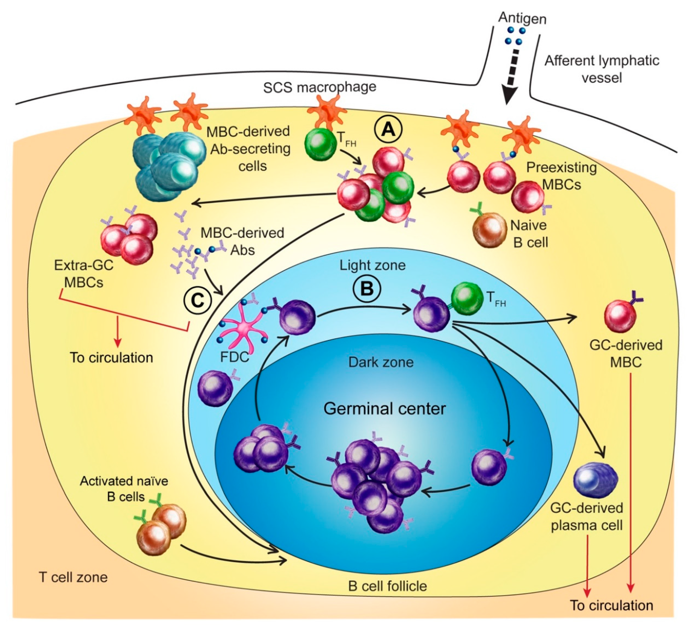 Pathogens 08 00167 g001 Pathogens 08 00167 g001