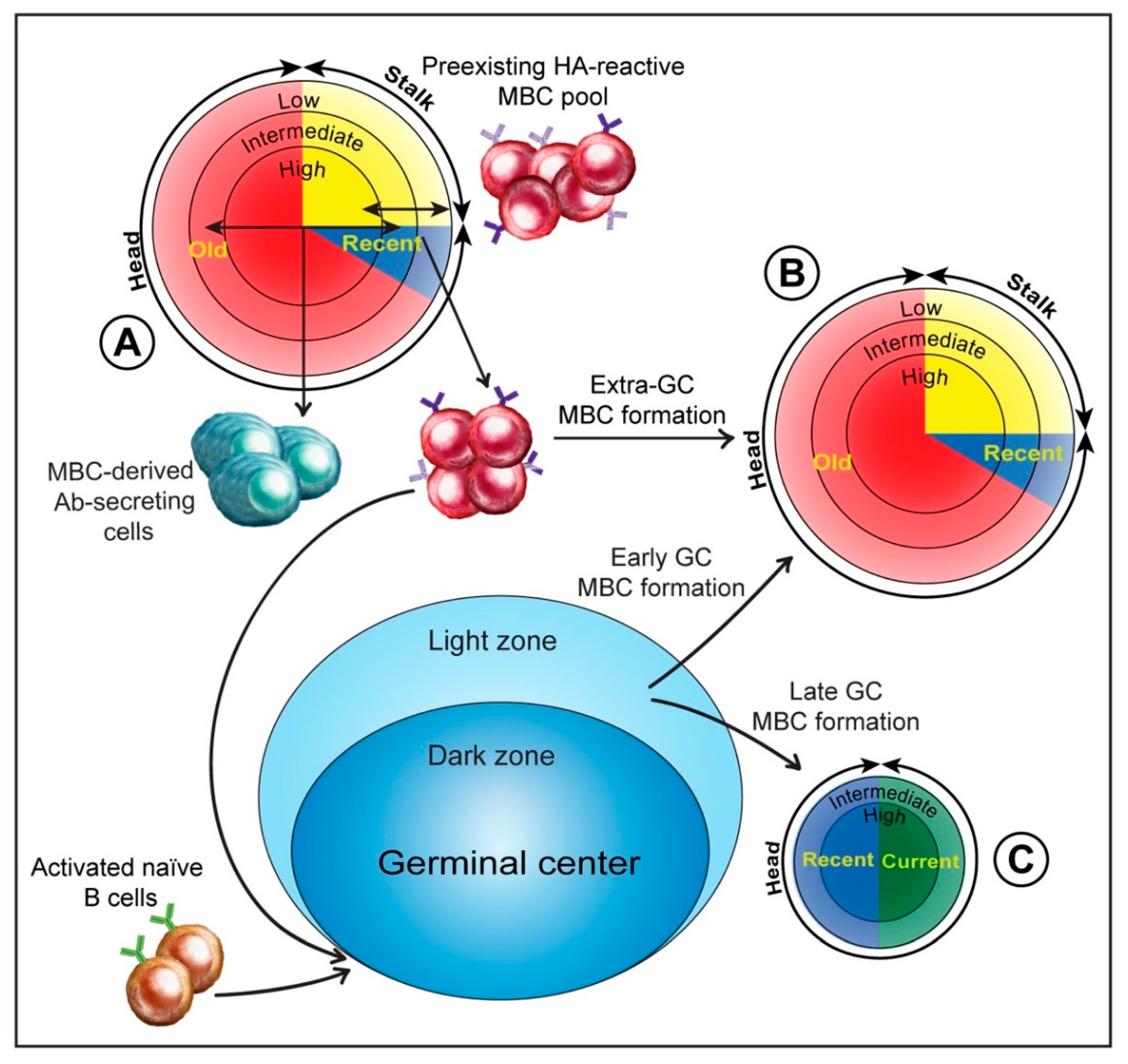 Pathogens 08 00167 g002 Pathogens 08 00167 g002