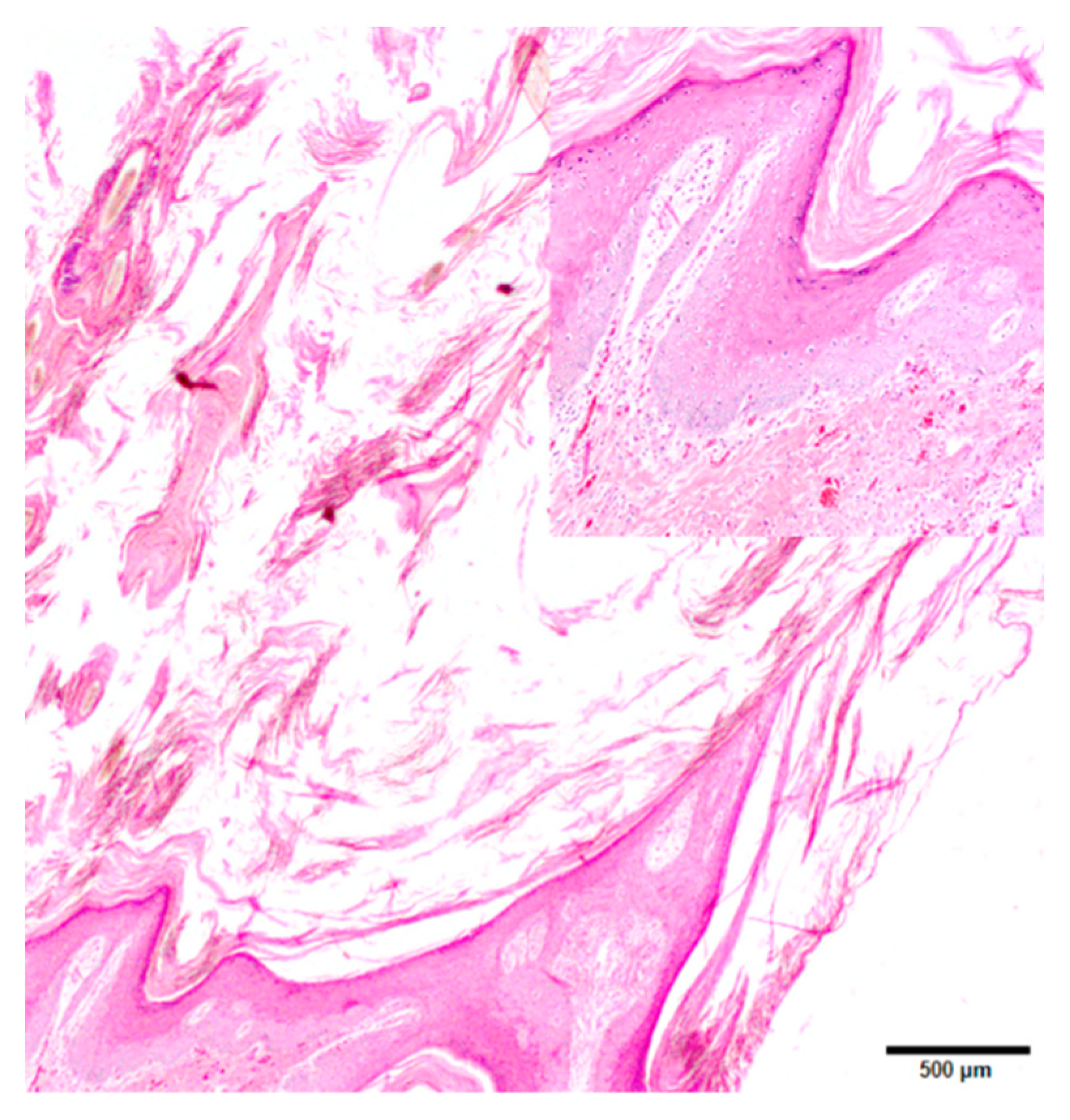 Pathogens 08 00171 g003