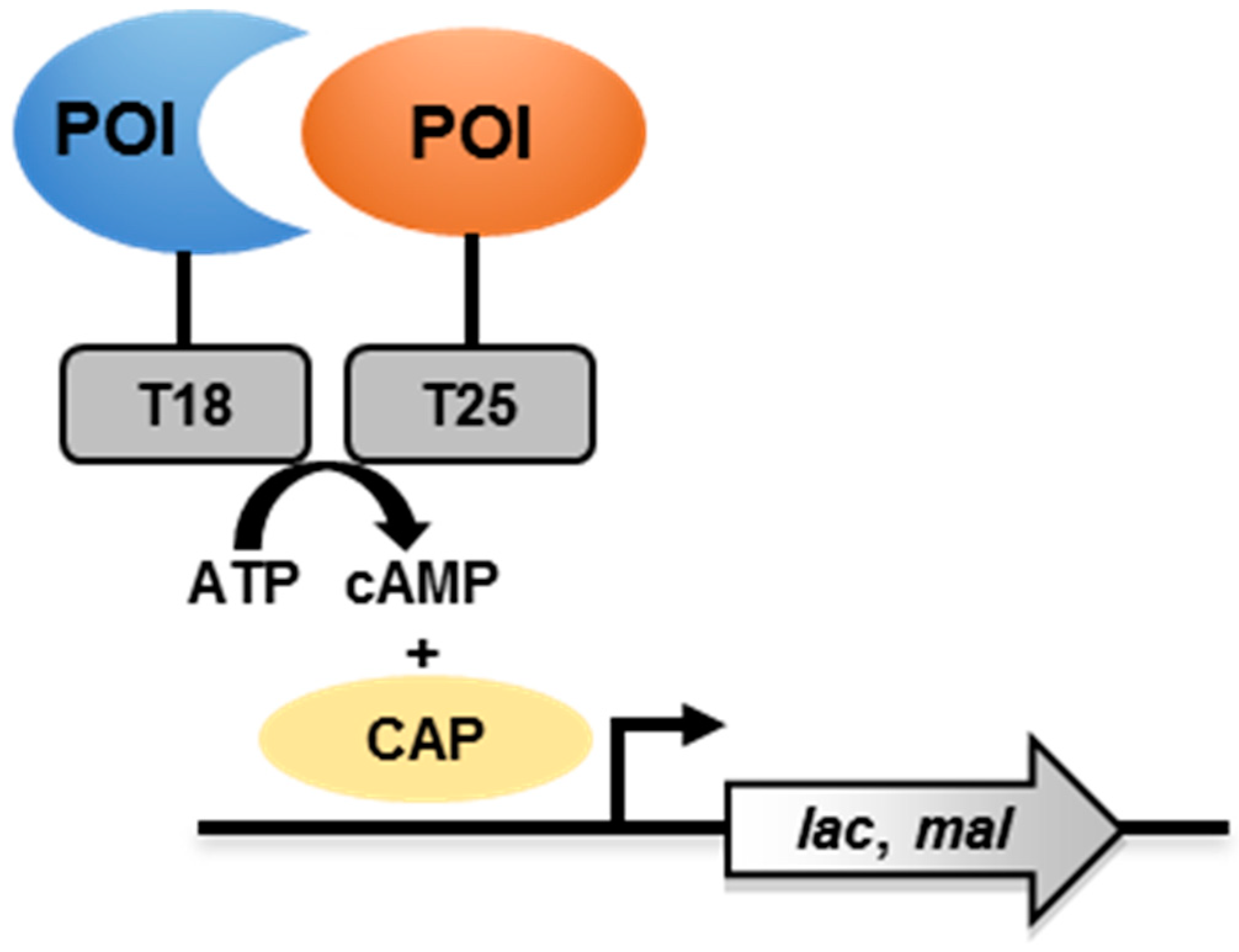 Pathogens 08 00173 g002