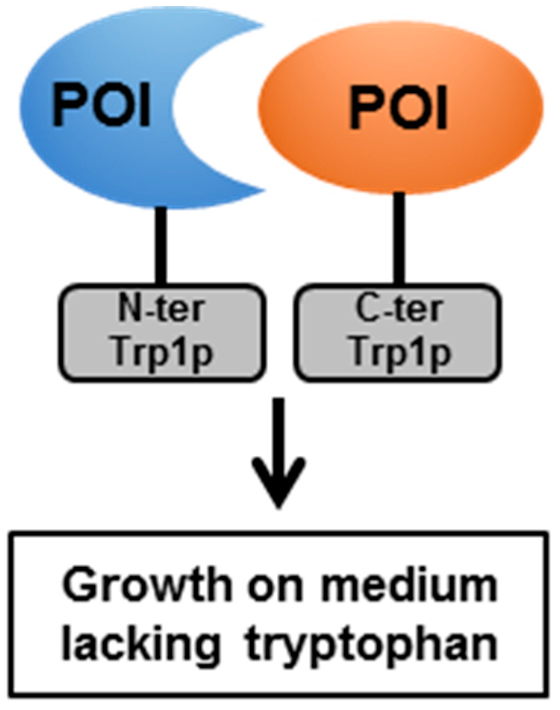 Pathogens 08 00173 g004