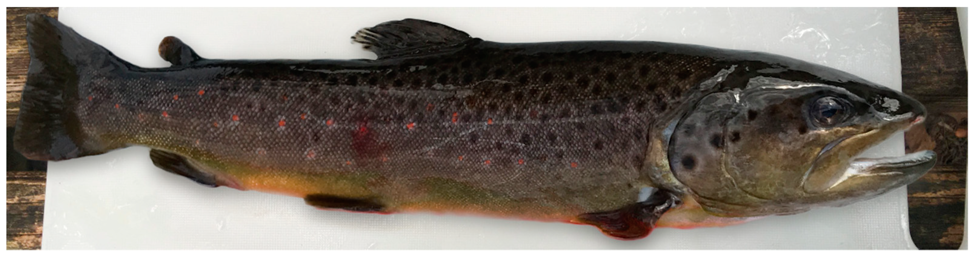 Pathogens 08 00177 g003