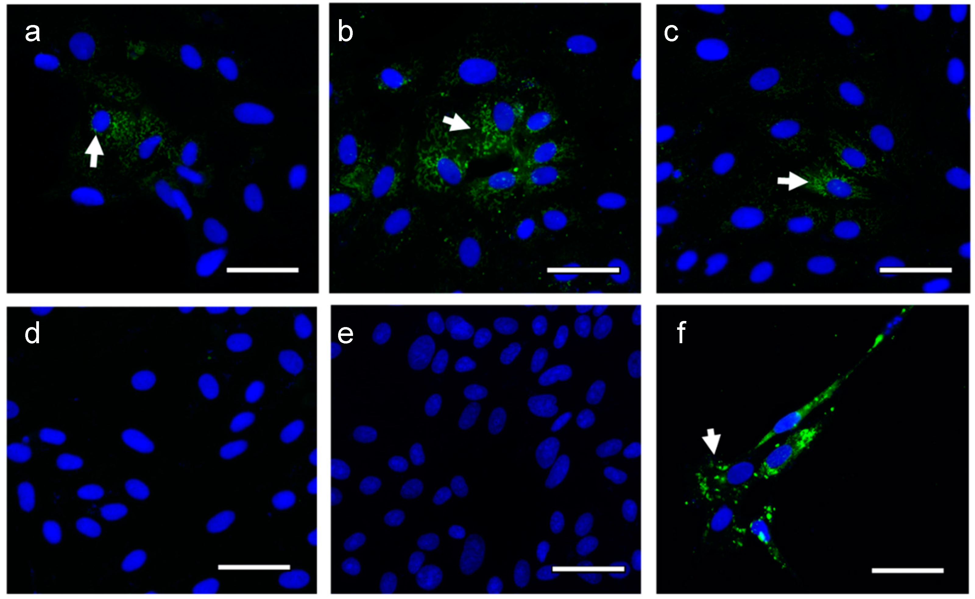 Pathogens 08 00188 g002 Pathogens 08 00188 g002