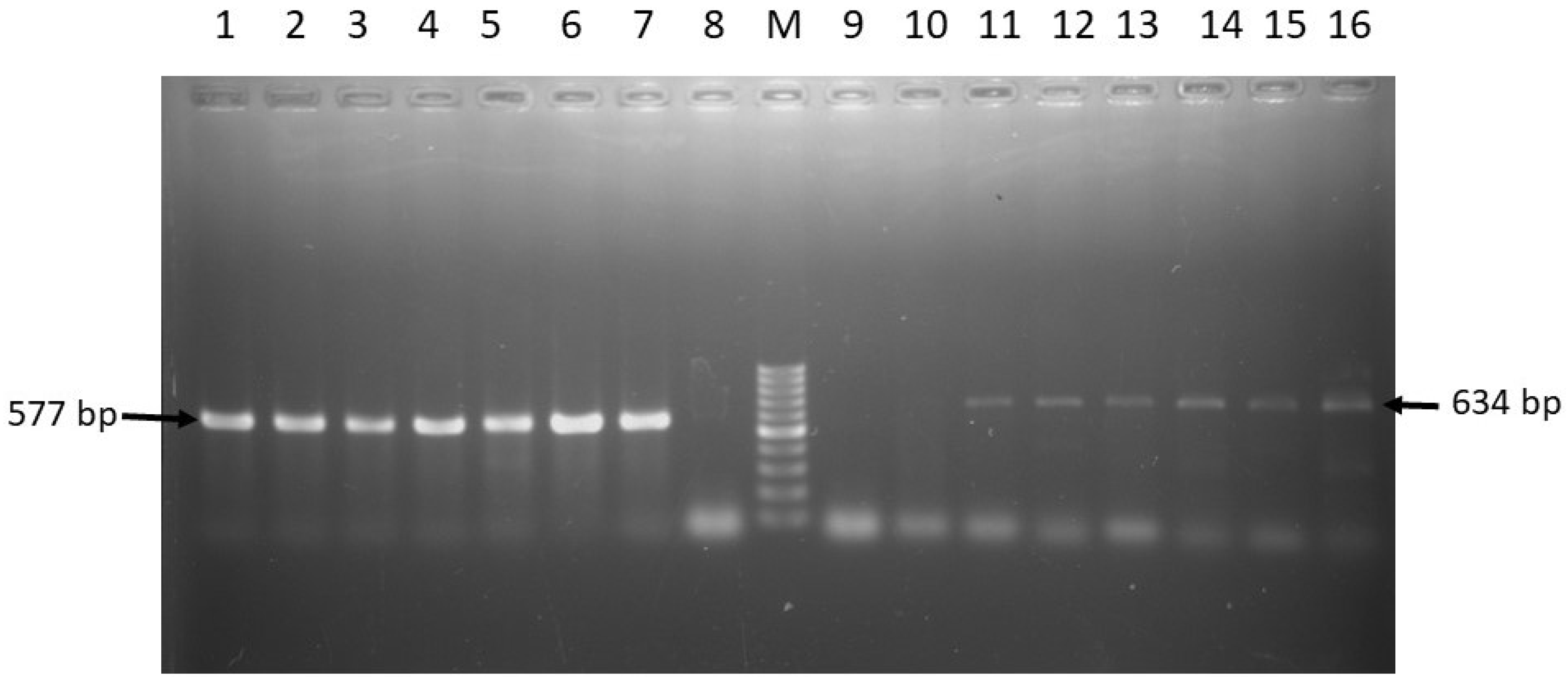 Pathogens 08 00191 g004 Pathogens 08 00191 g004