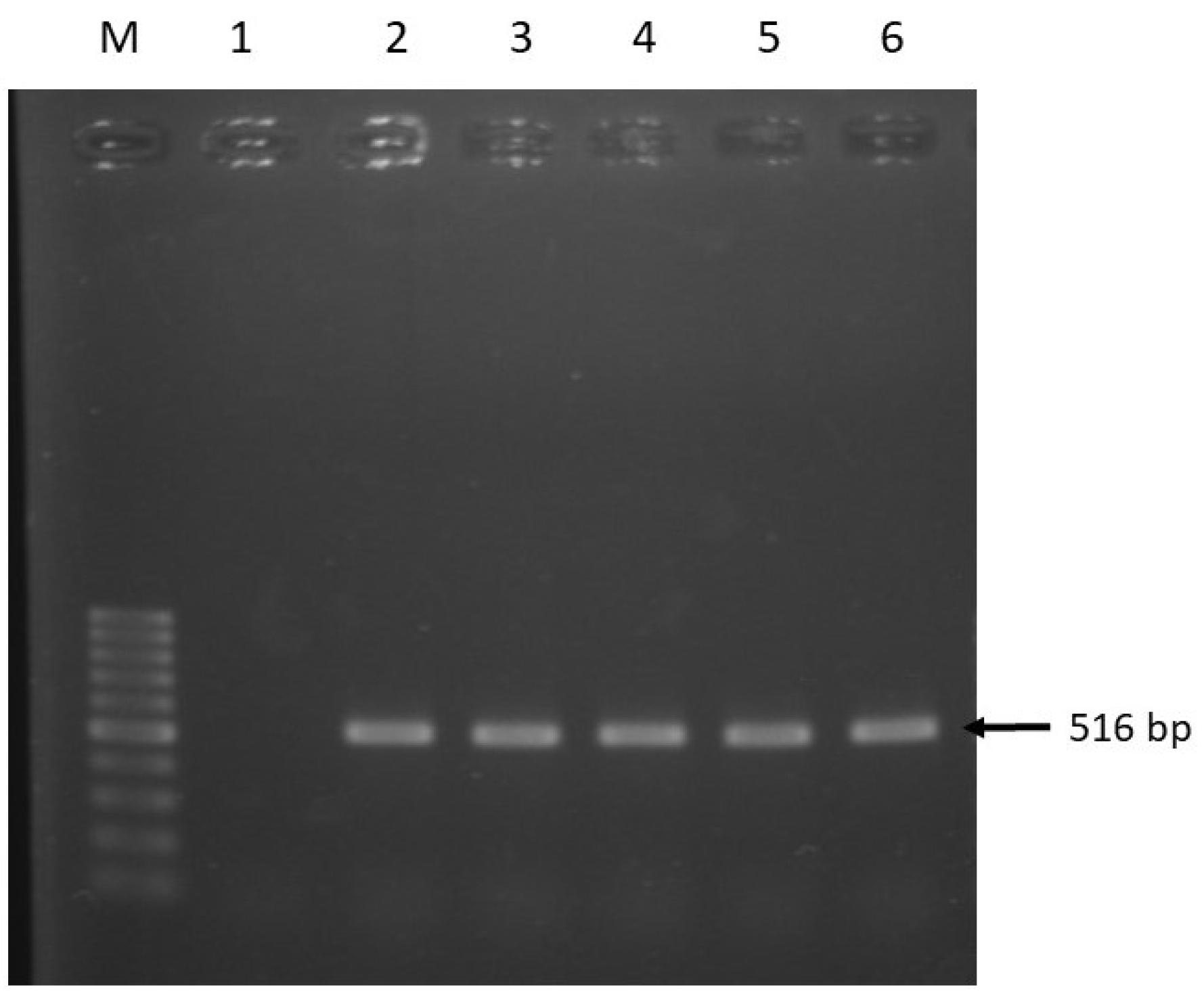 Pathogens 08 00191 g005 Pathogens 08 00191 g005