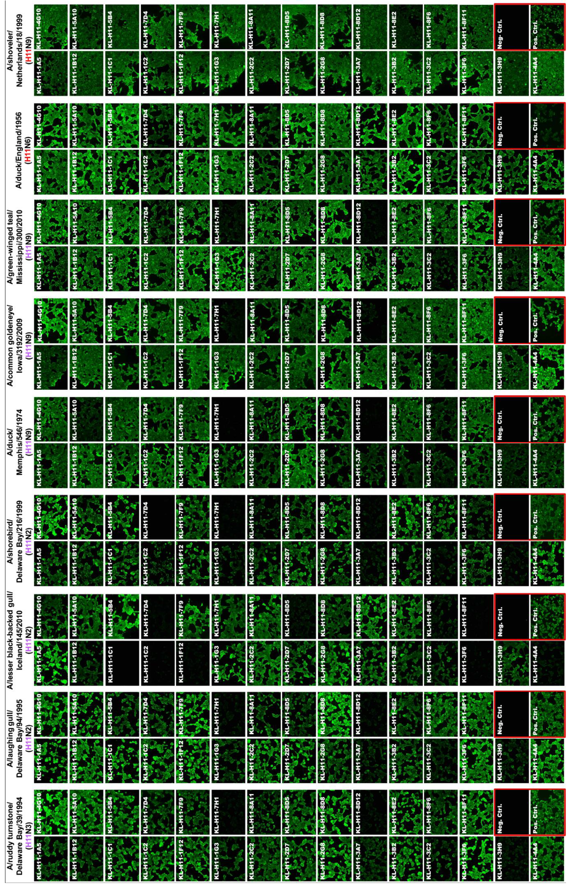 Pathogens 08 00199 g003