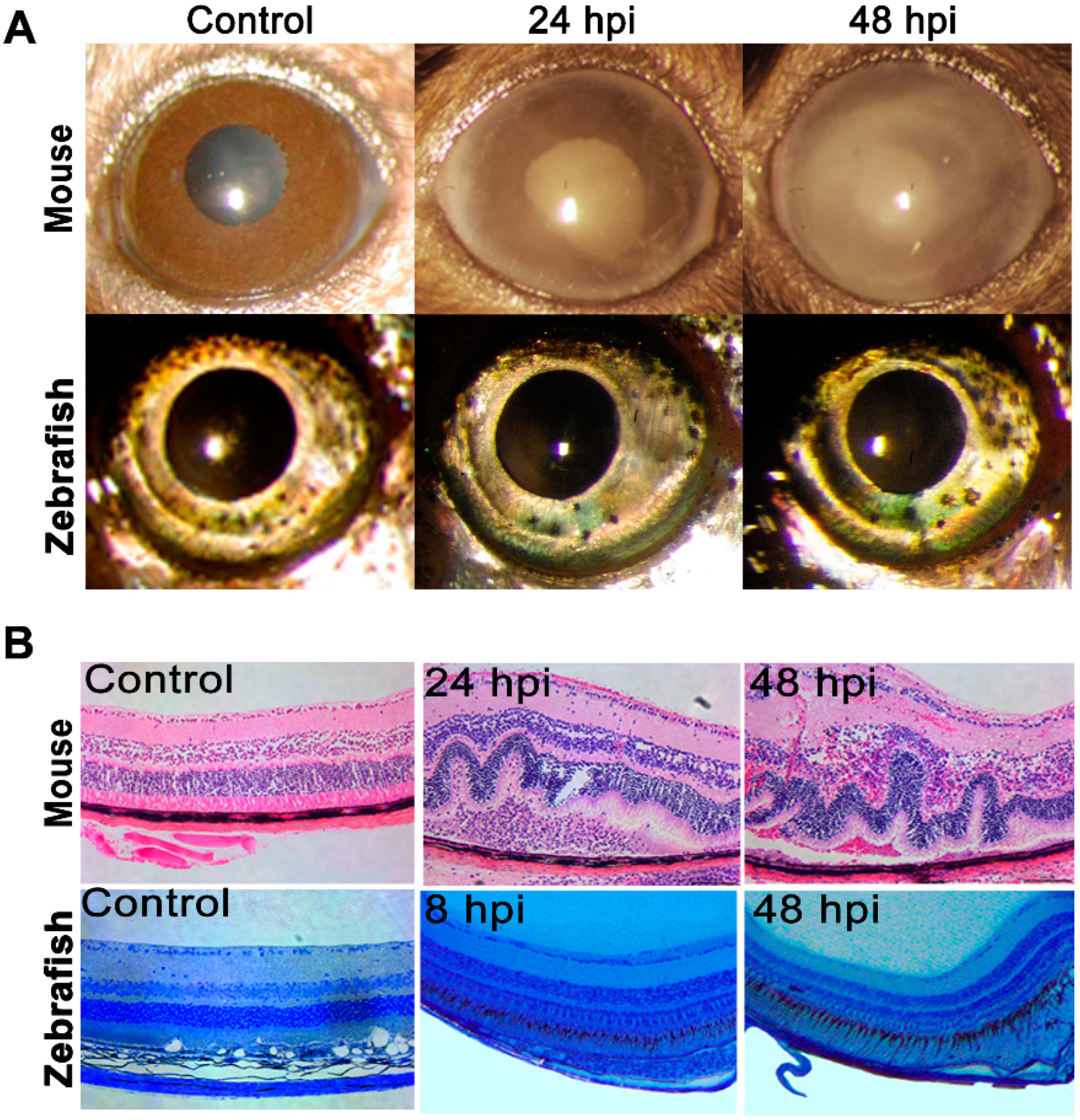 Pathogens 08 00207 g001 Pathogens 08 00207 g001