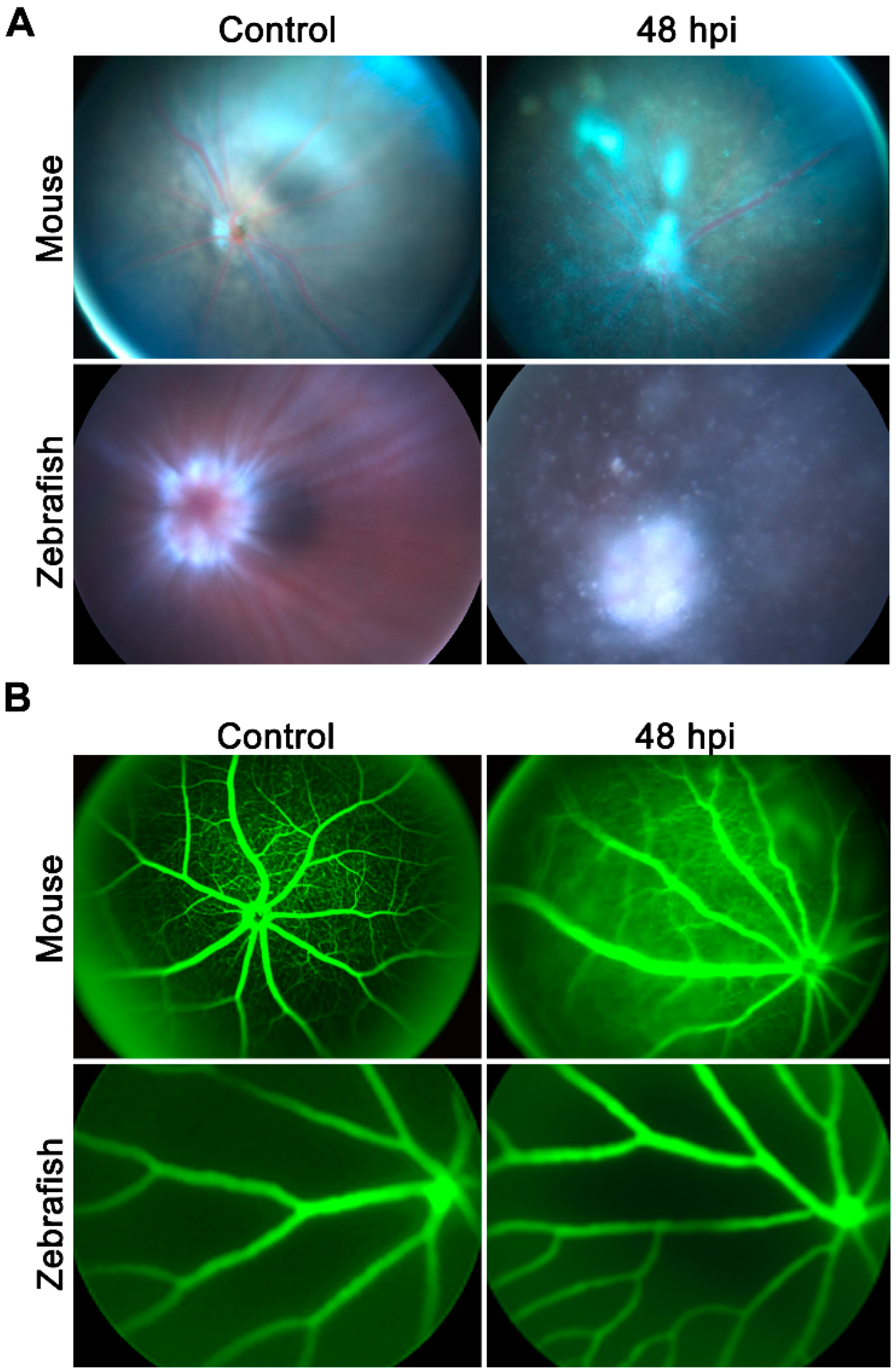 Pathogens 08 00207 g002 Pathogens 08 00207 g002