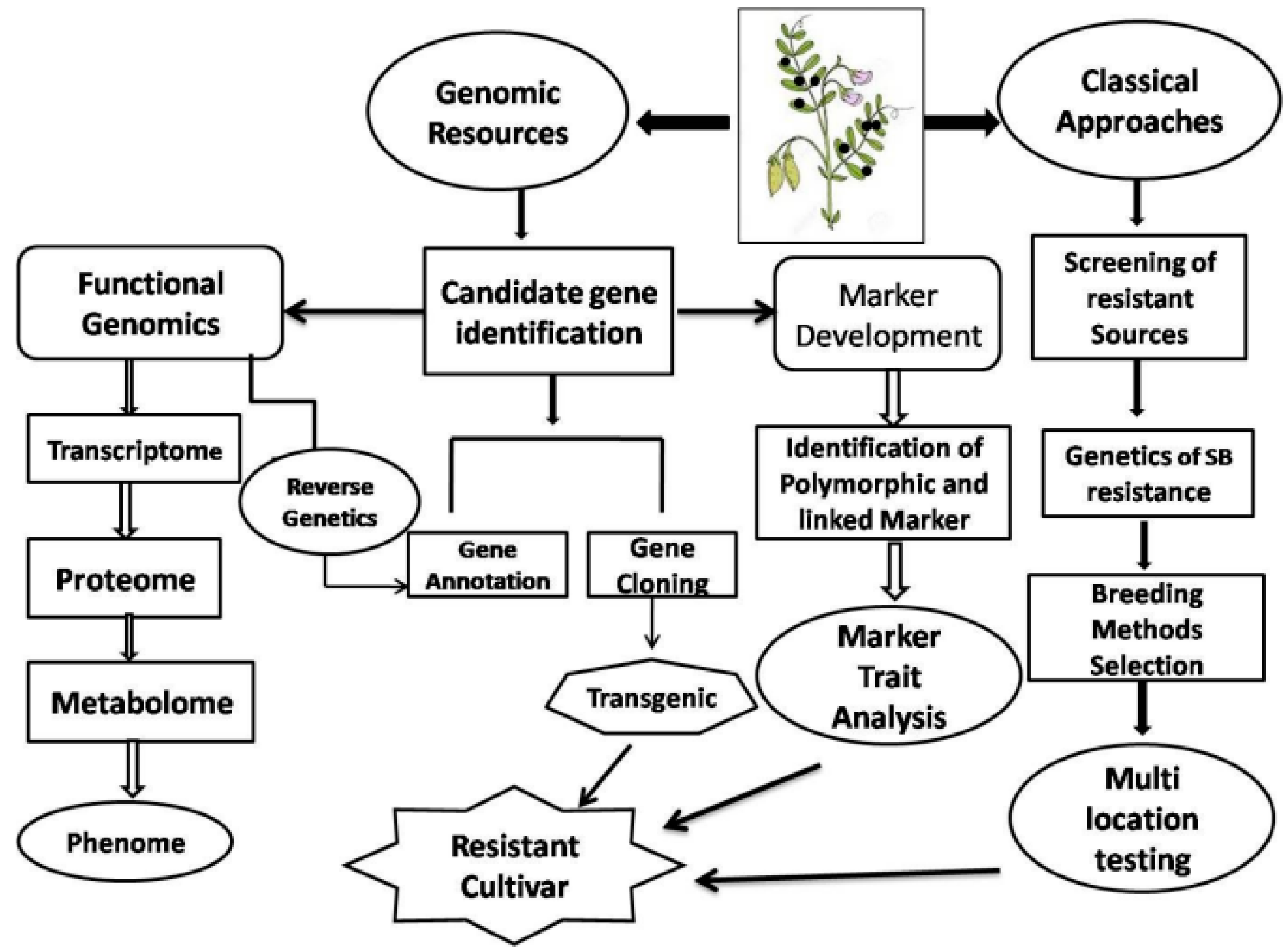 Pathogens 08 00225 g007