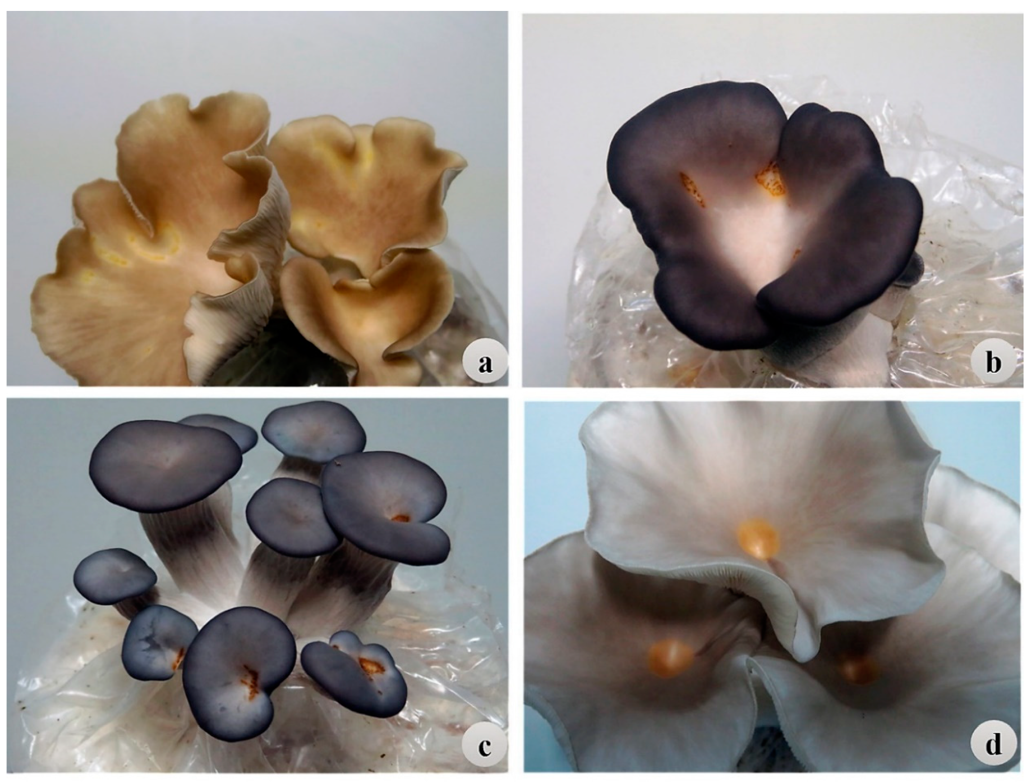 Pathogens 08 00227 g003