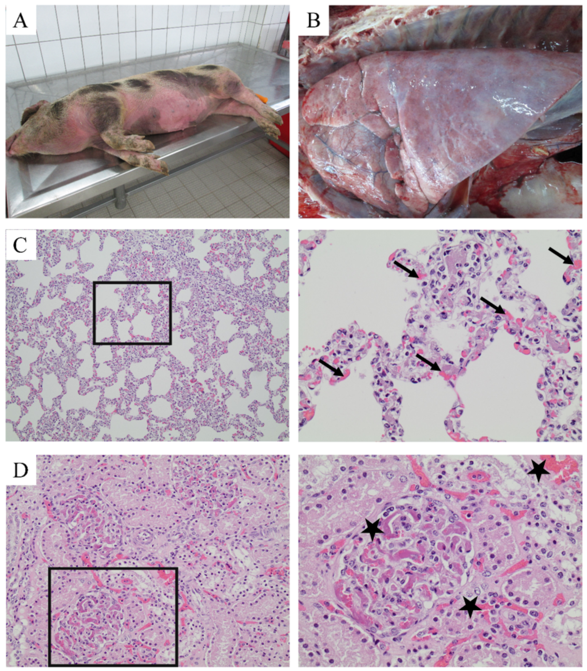 Pathogens 08 00249 g002 Pathogens 08 00249 g002