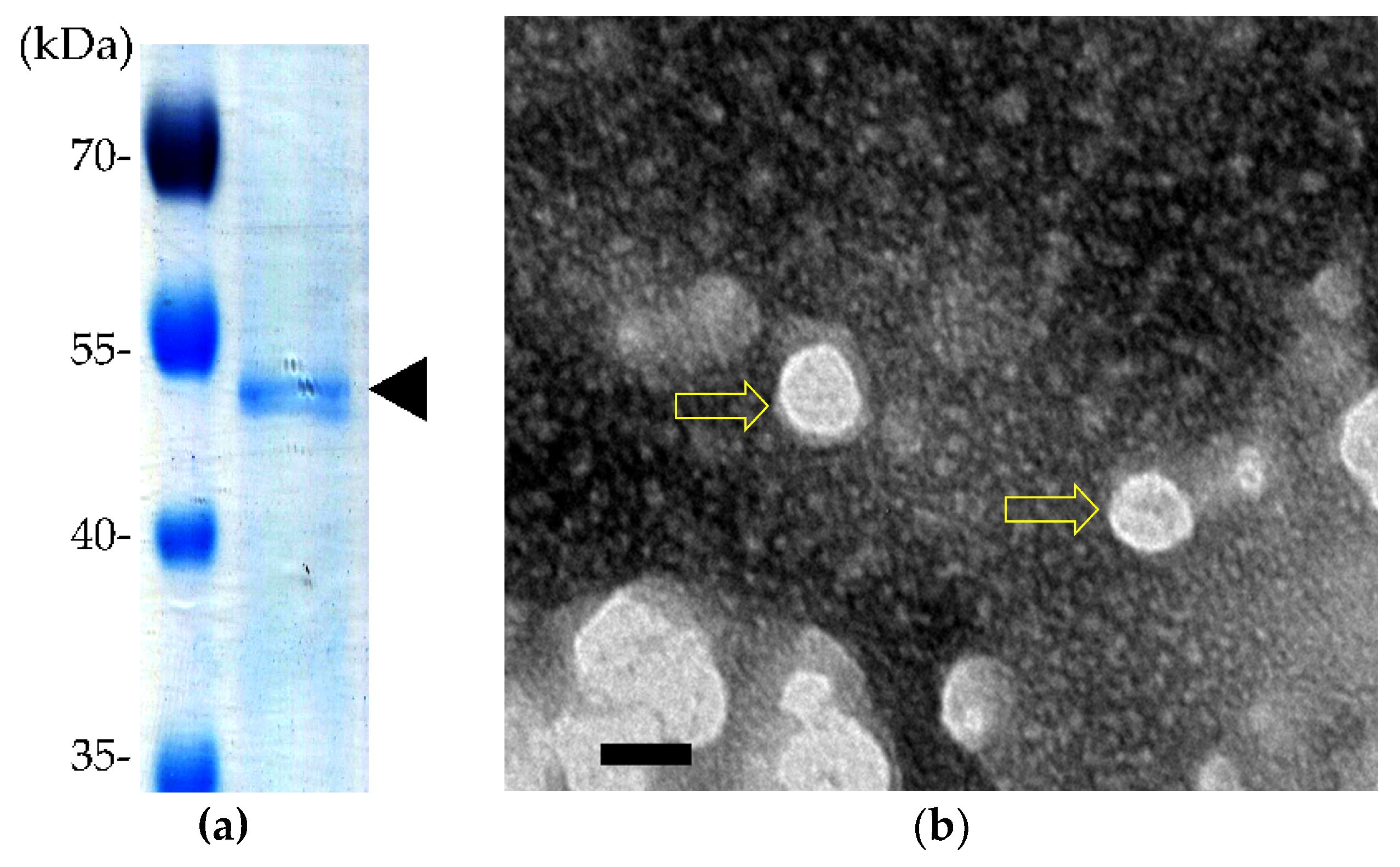 Pathogens 08 00262 g005 Pathogens 08 00262 g005