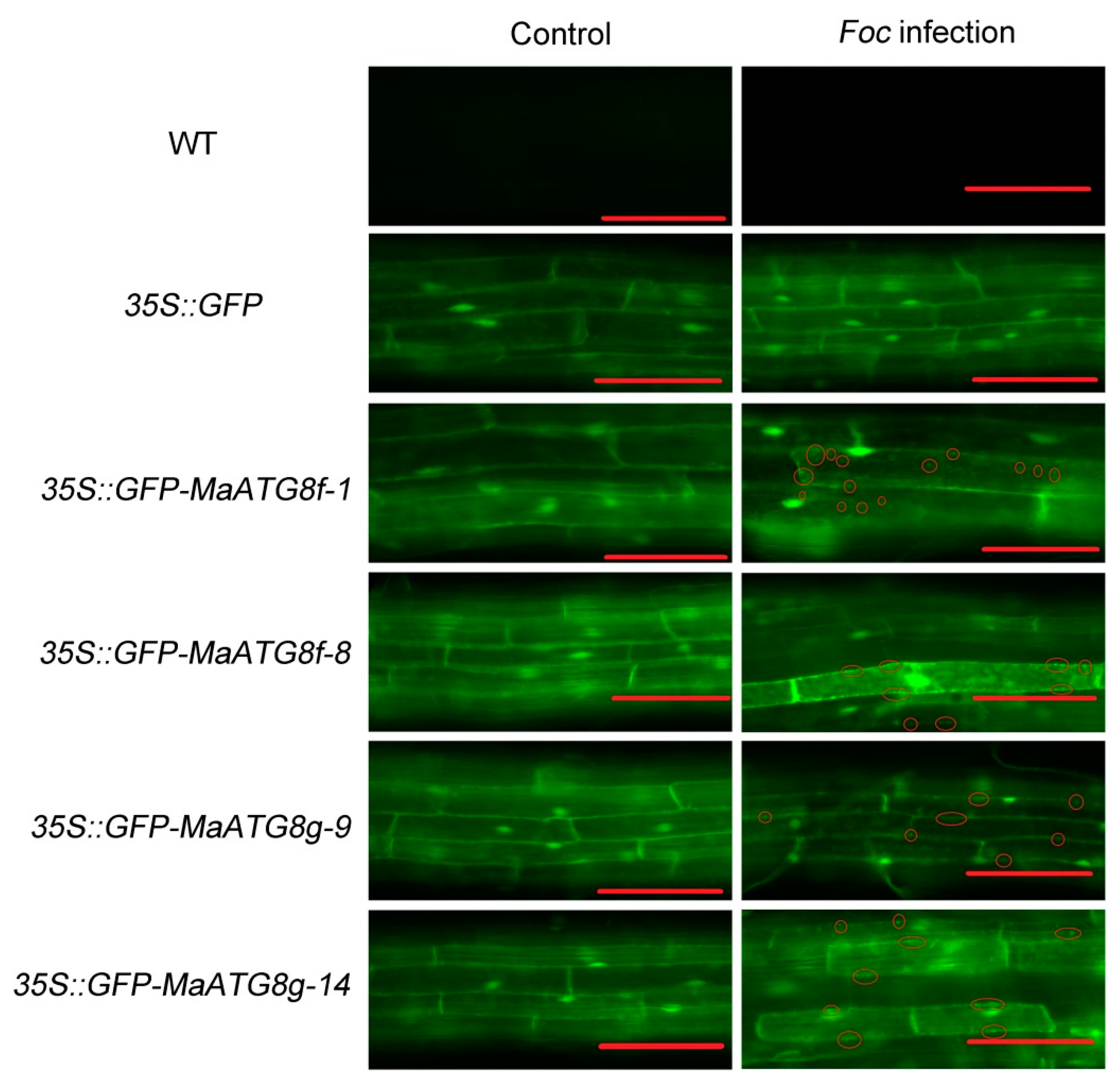 Pathogens 08 00264 g009 Pathogens 08 00264 g009