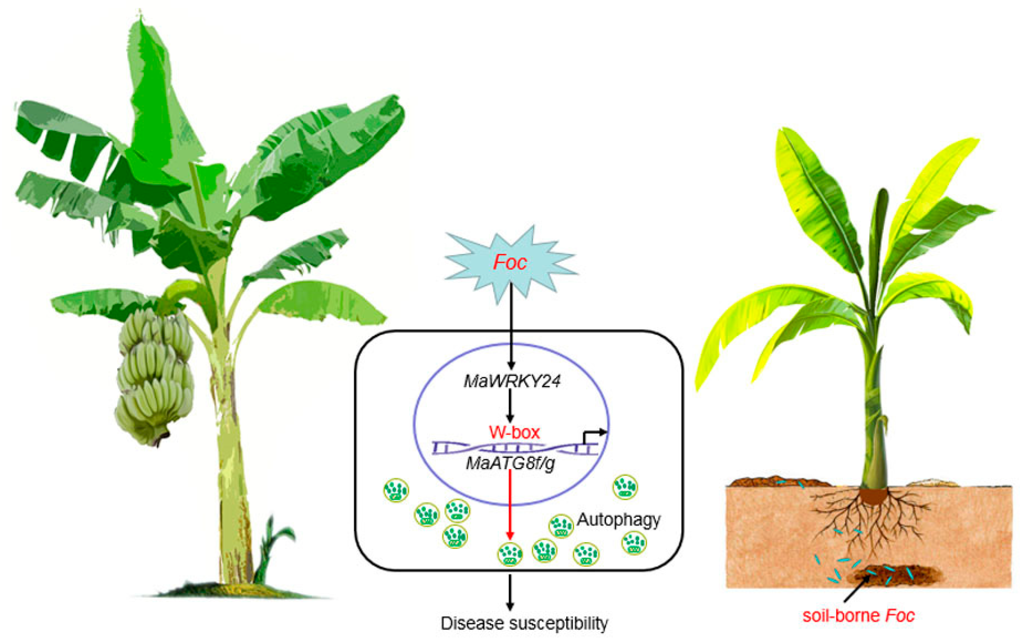 Pathogens 08 00264 g010 Pathogens 08 00264 g010