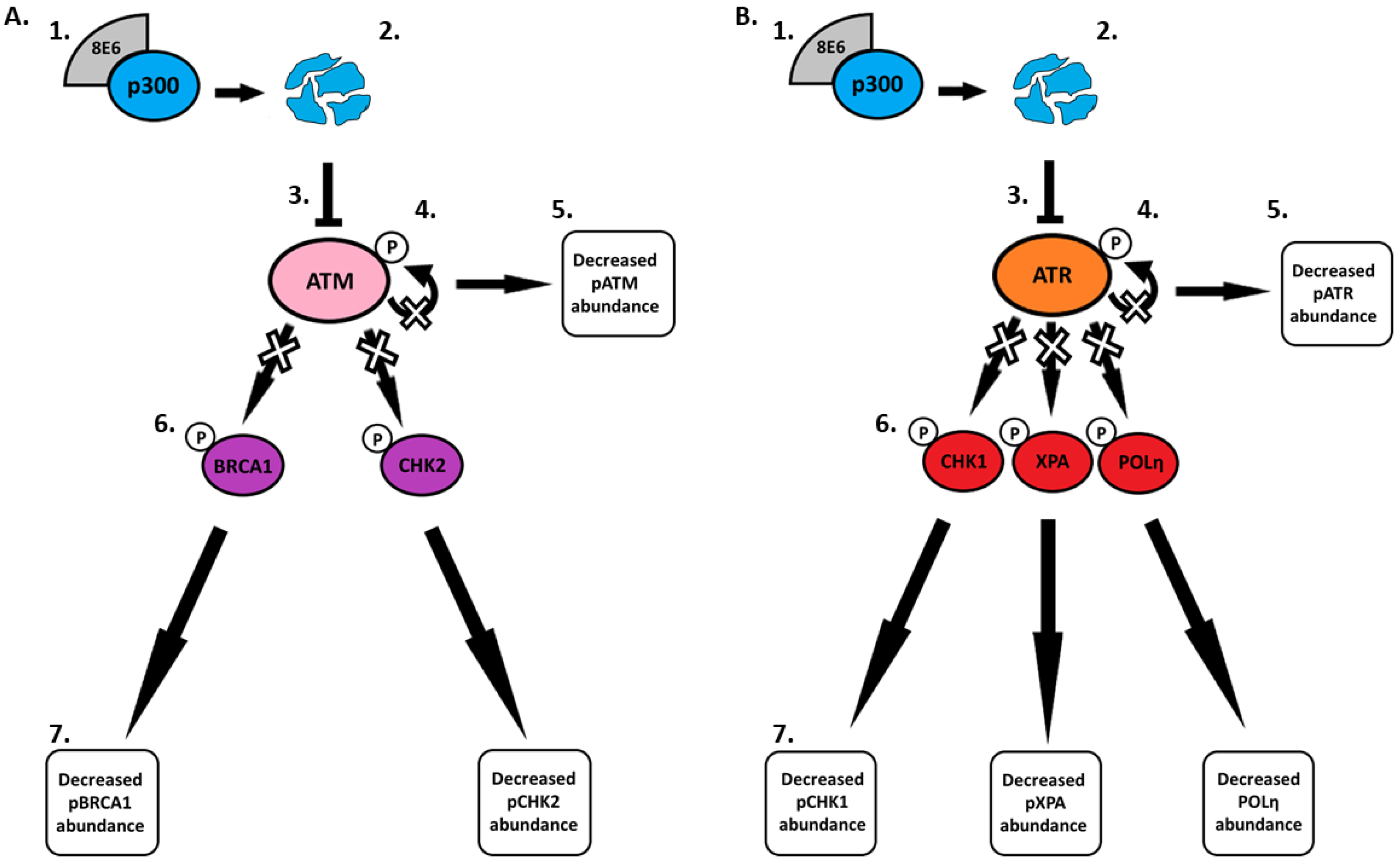 Pathogens 08 00267 g007