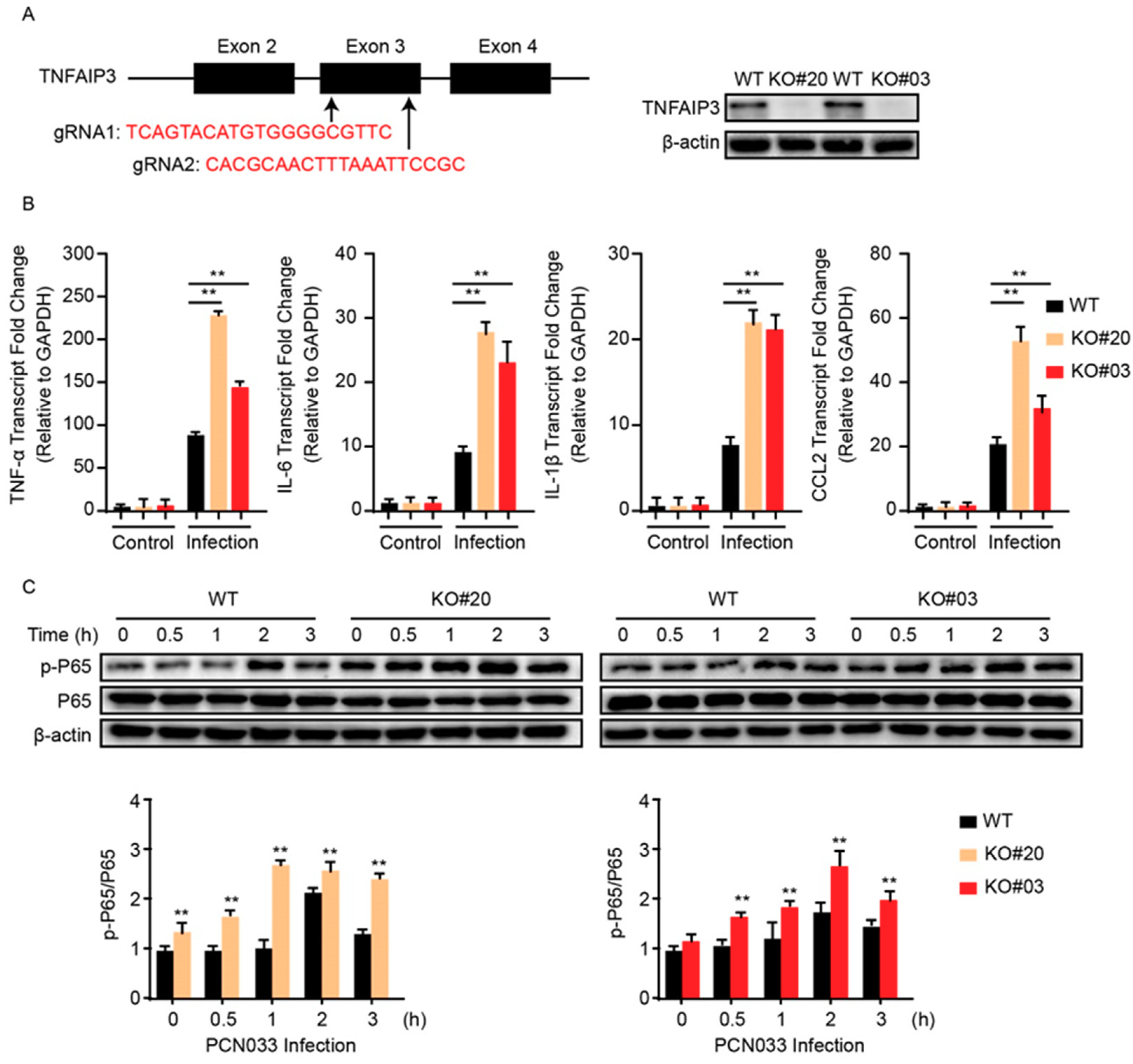 Pathogens 08 00268 g004 Pathogens 08 00268 g004