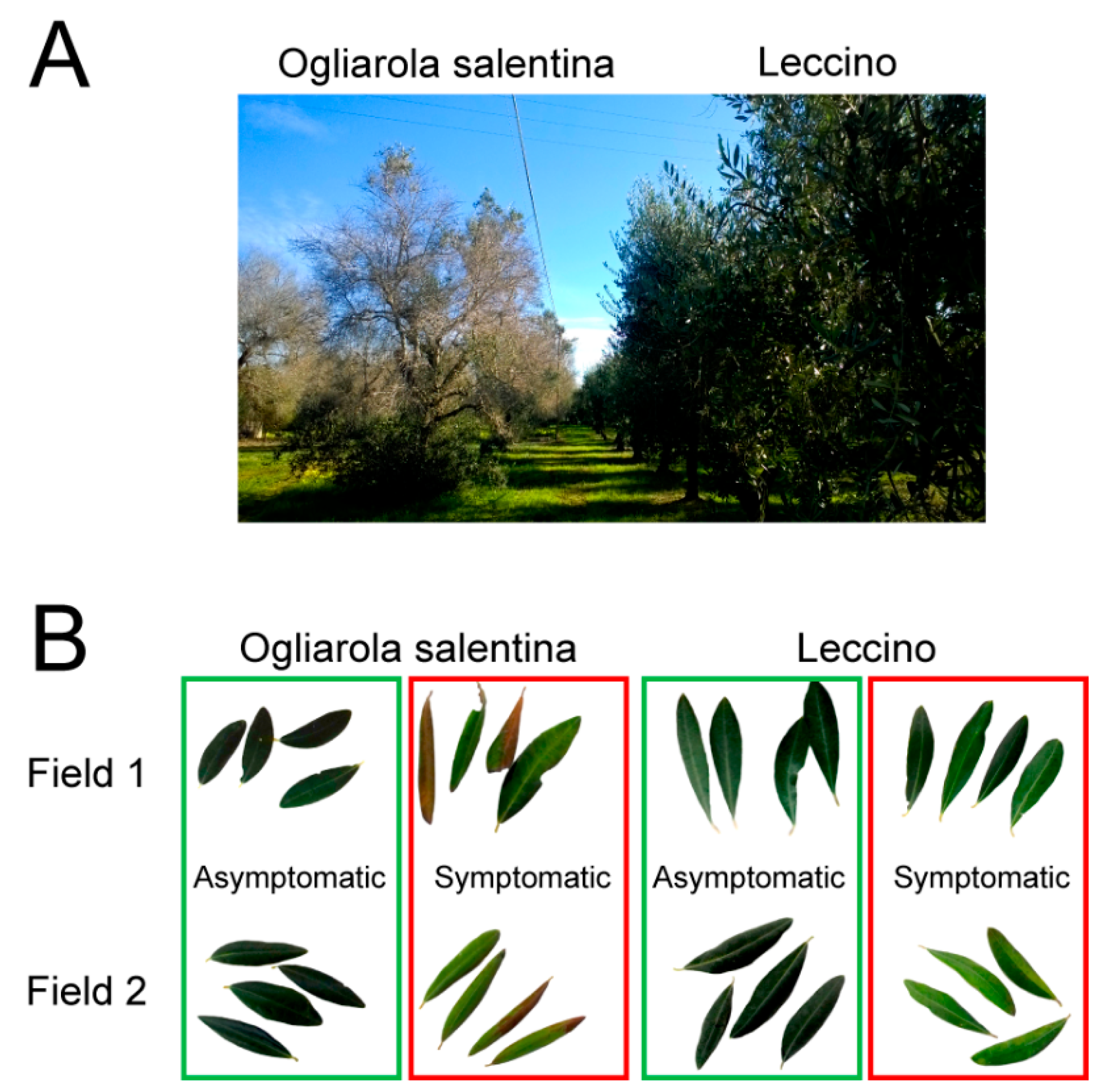 Pathogens 08 00272 g002 Pathogens 08 00272 g002