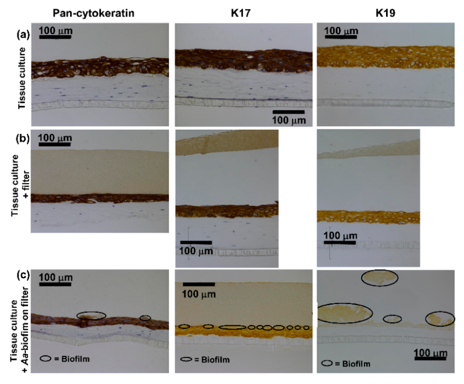 Pathogens 08 00278 g001