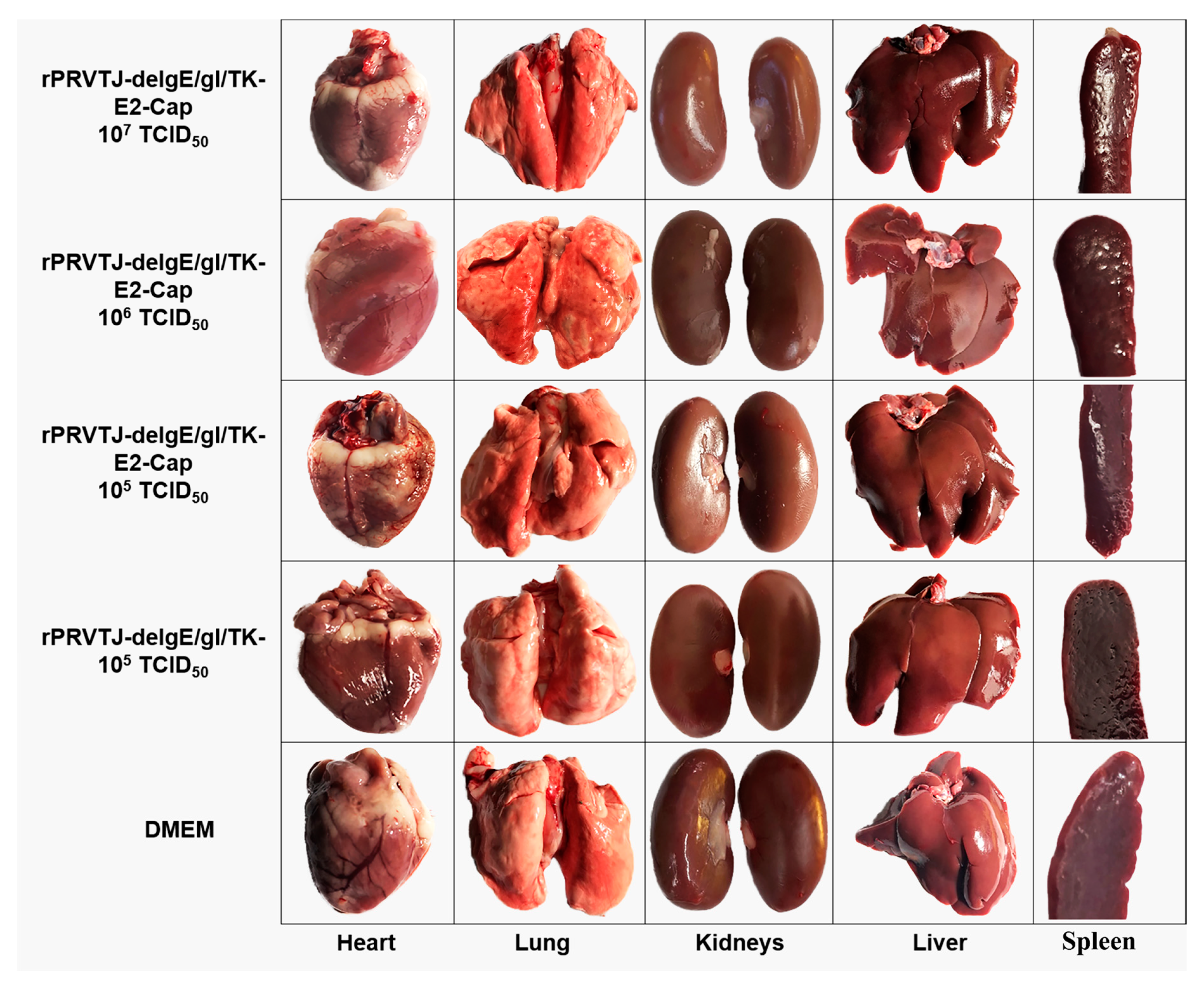 Pathogens 08 00279 g004 Pathogens 08 00279 g004