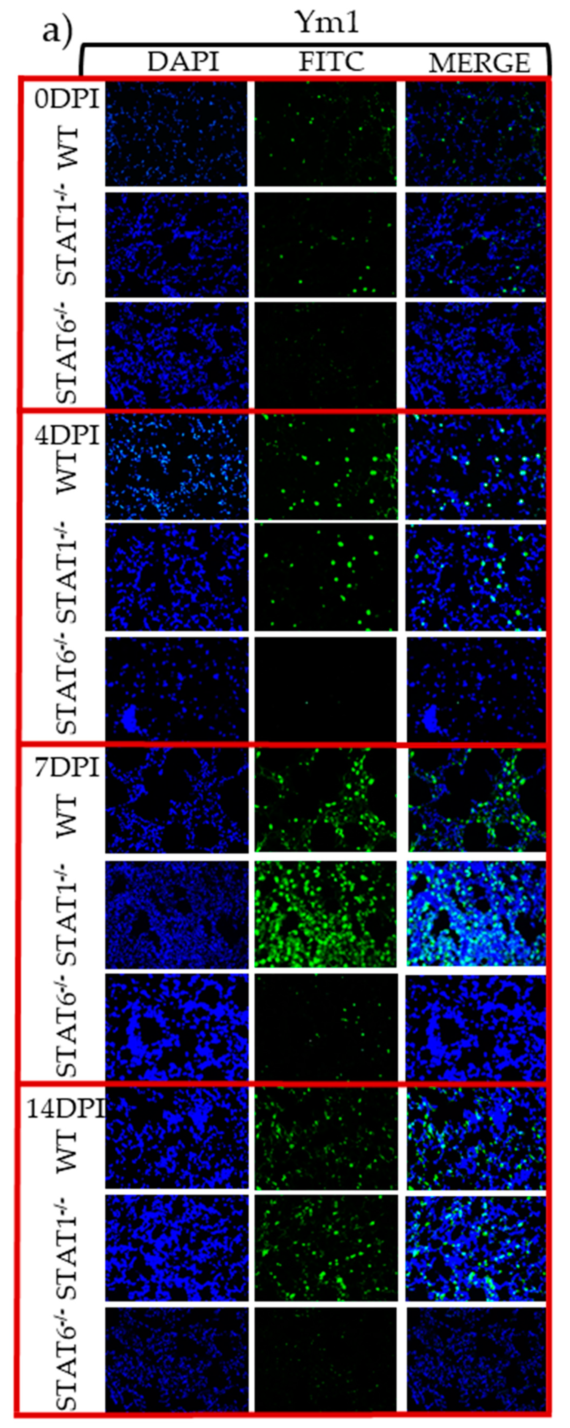 Pathogens 08 00280 g007a Pathogens 08 00280 g007a