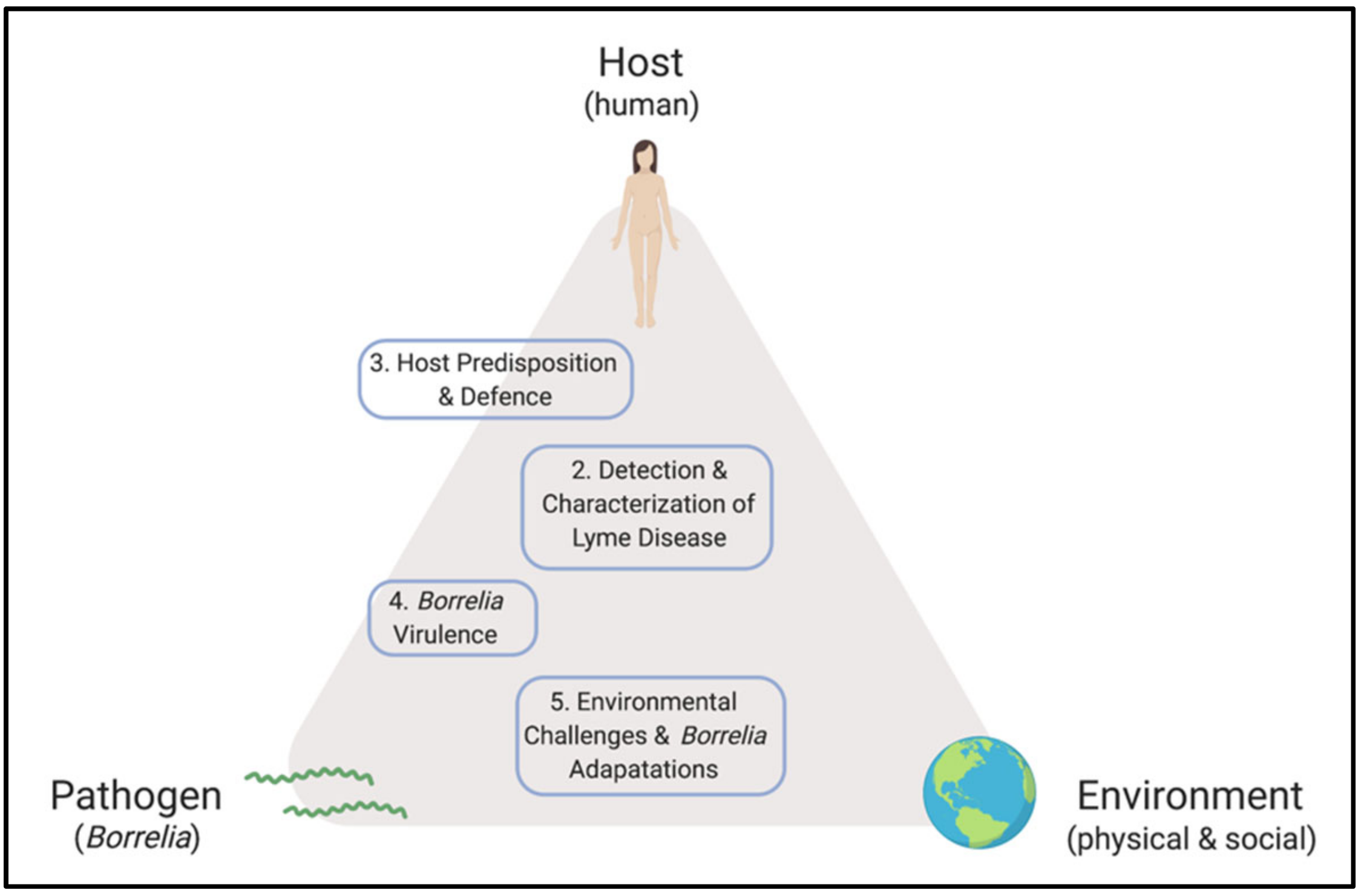 Frontiers  Fibrocytes: A Critical Review and Practical Guide