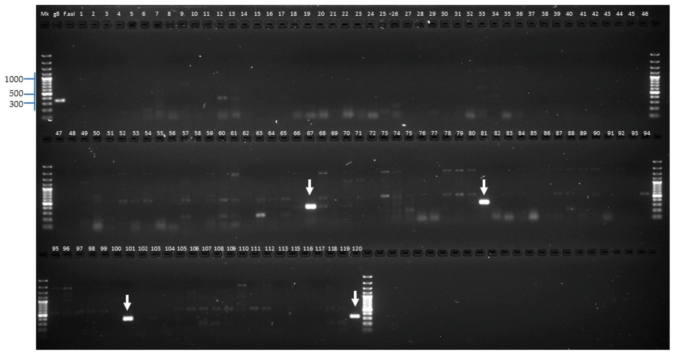 Pathogens 09 00070 g006 Pathogens 09 00070 g006