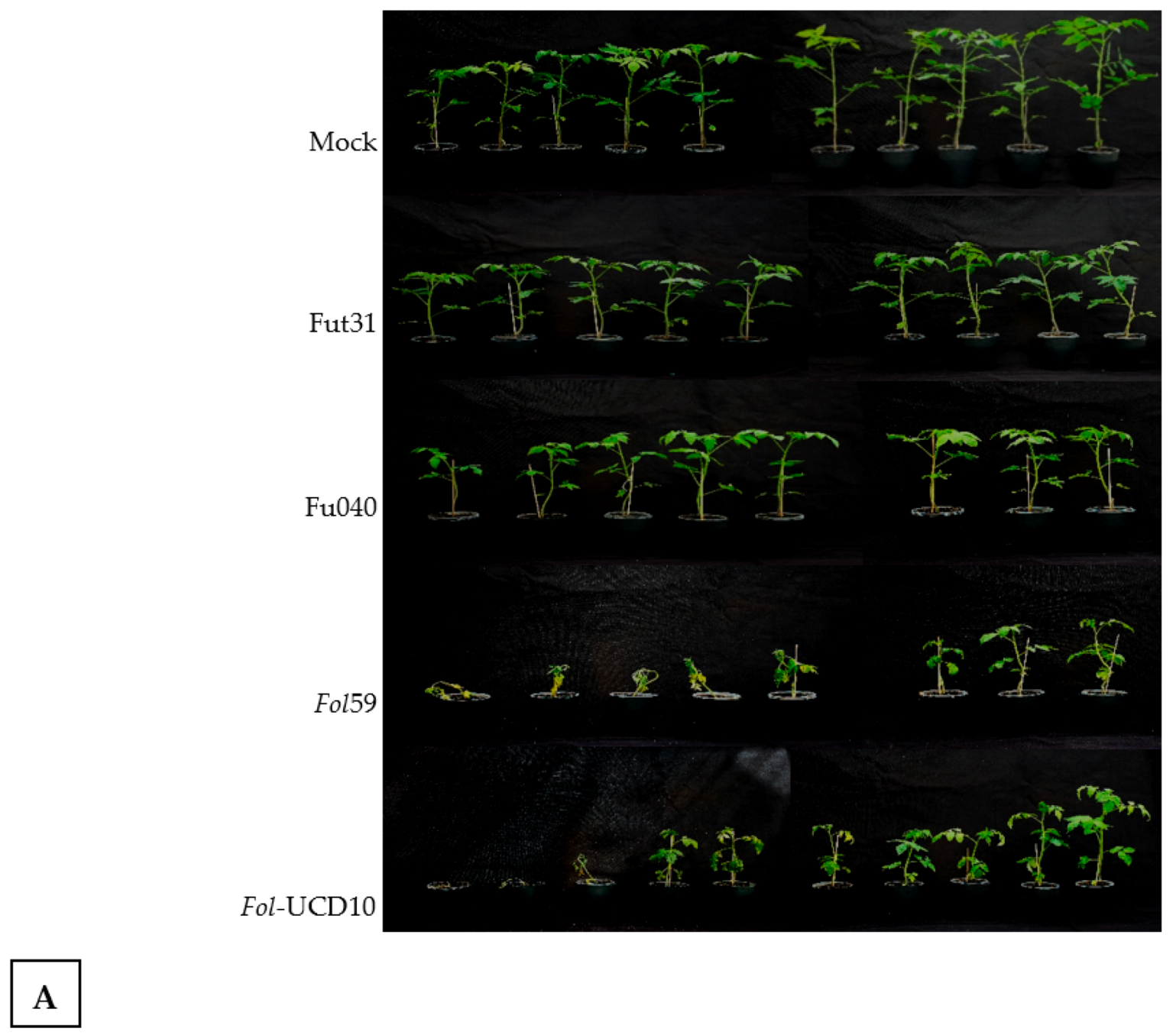 Pathogens 09 00070 g008a Pathogens 09 00070 g008a