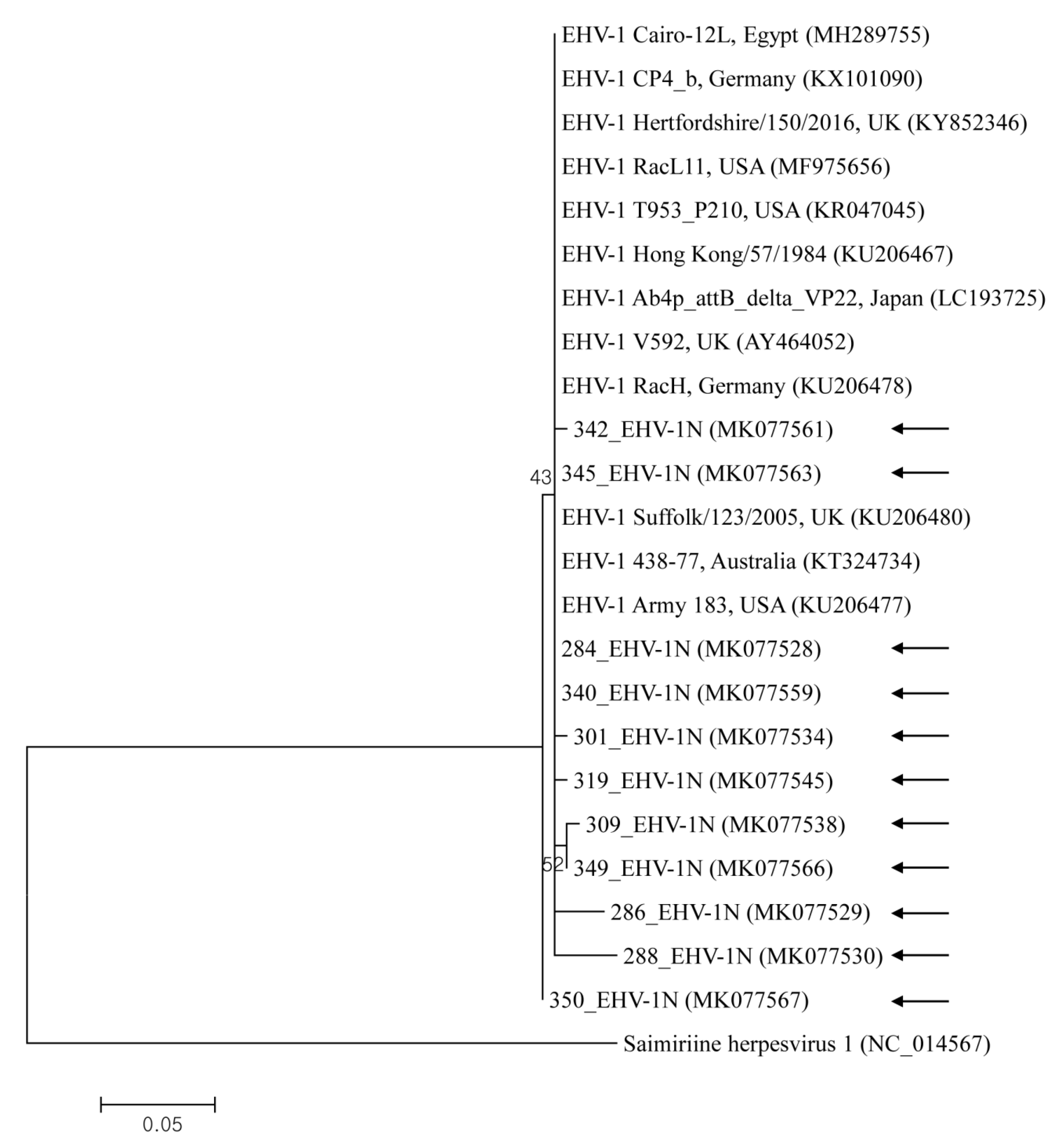 Pathogens Free Full Text Molecular Detection And Genetic Characteristics Of Equine Herpesvirus In Korea Html Pathogens Free Full Text Molecular Detection And Genetic Characteristics Of Equine Herpesvirus In Korea Html