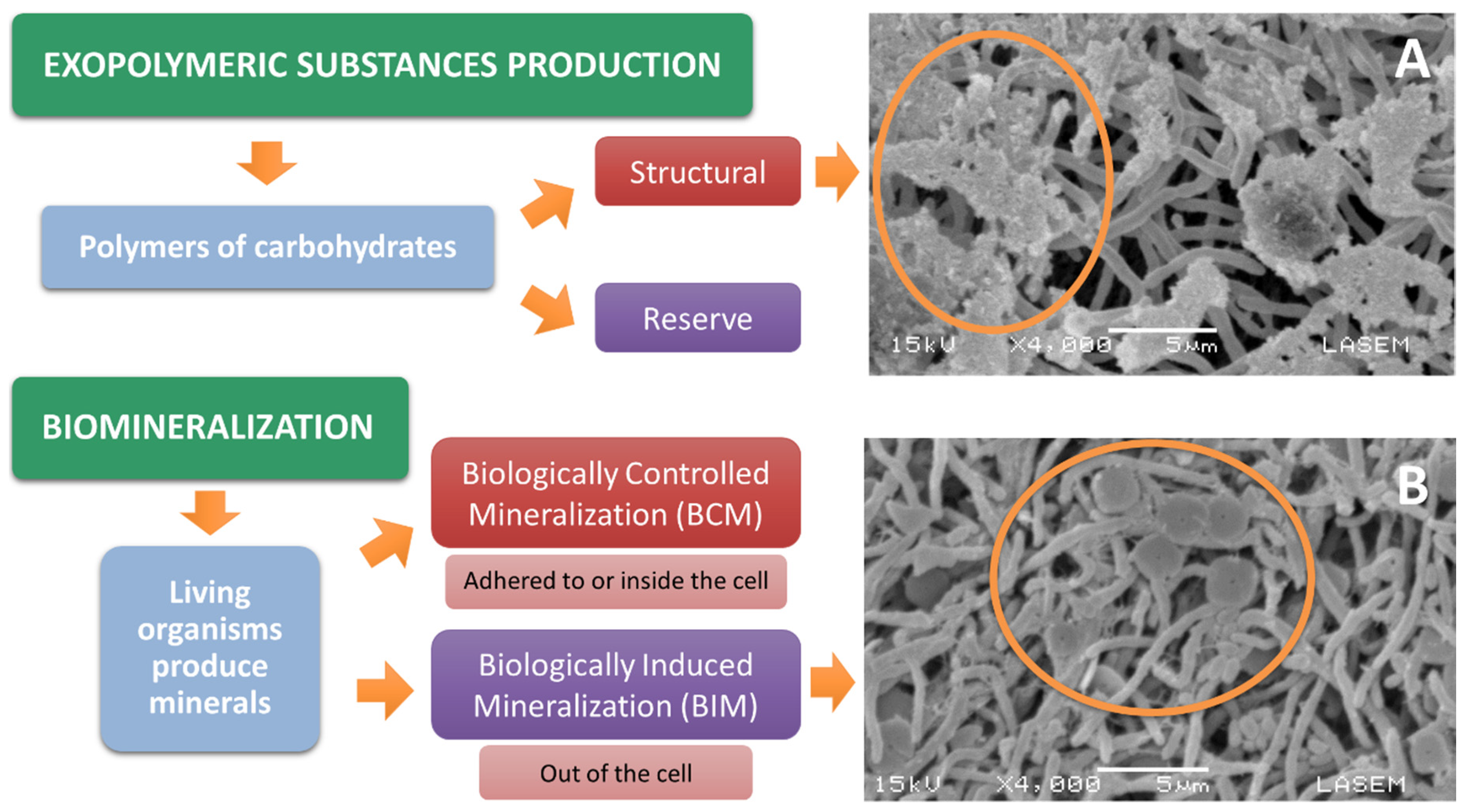 Pathogens 09 00117 g004 Pathogens 09 00117 g004