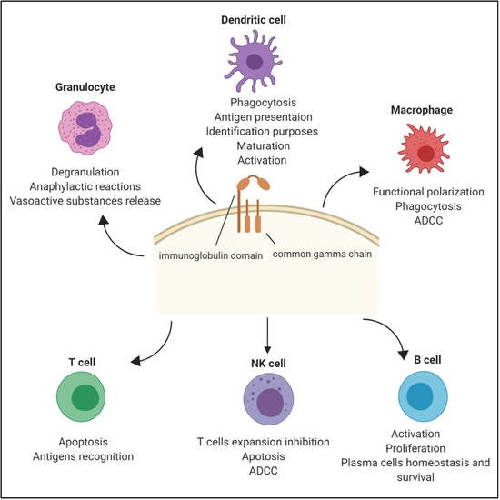 Fc receptor (FcR)-mediated signaling for phagocytosis. Engagement