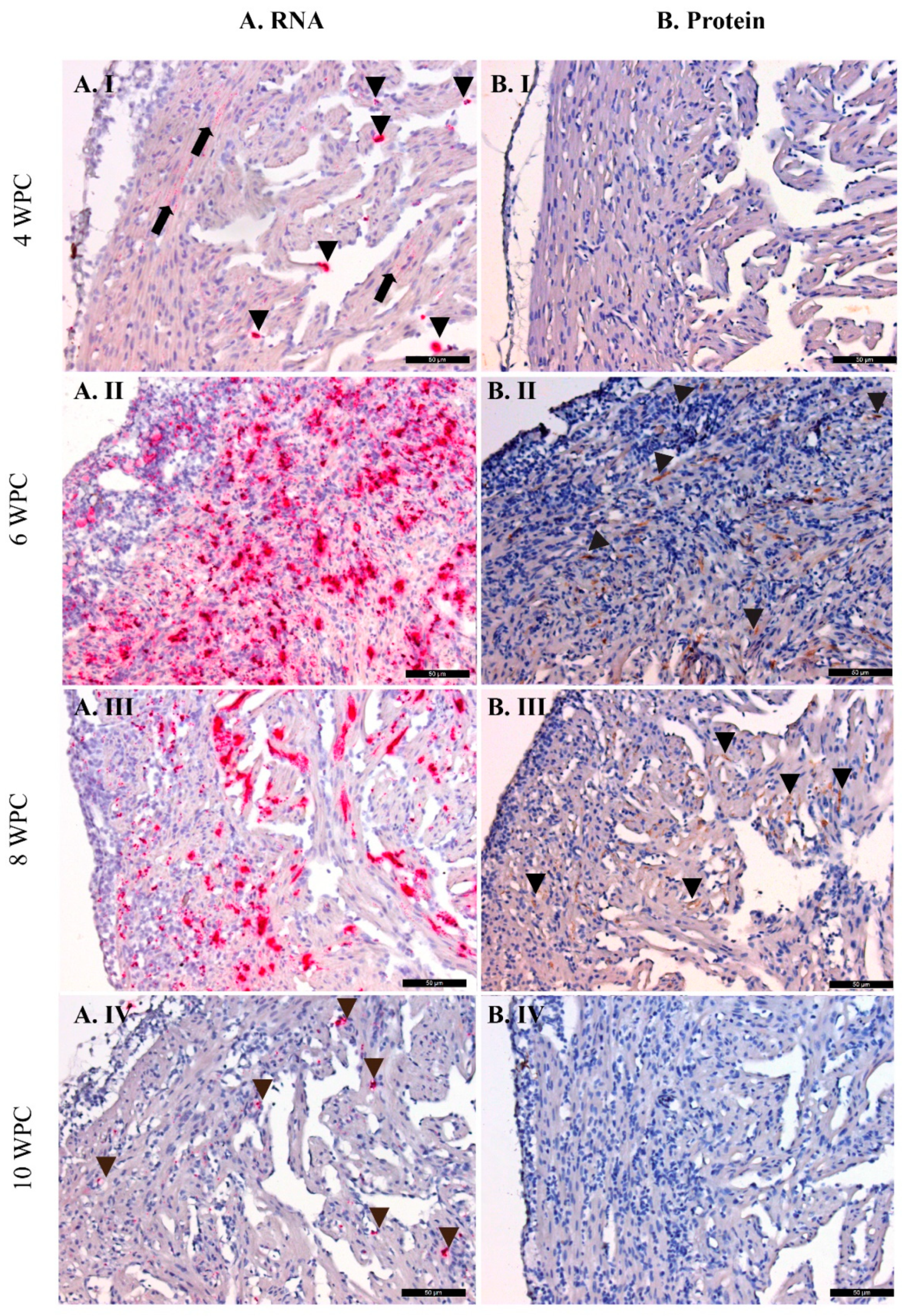 Pathogens 09 00143 g004 Pathogens 09 00143 g004