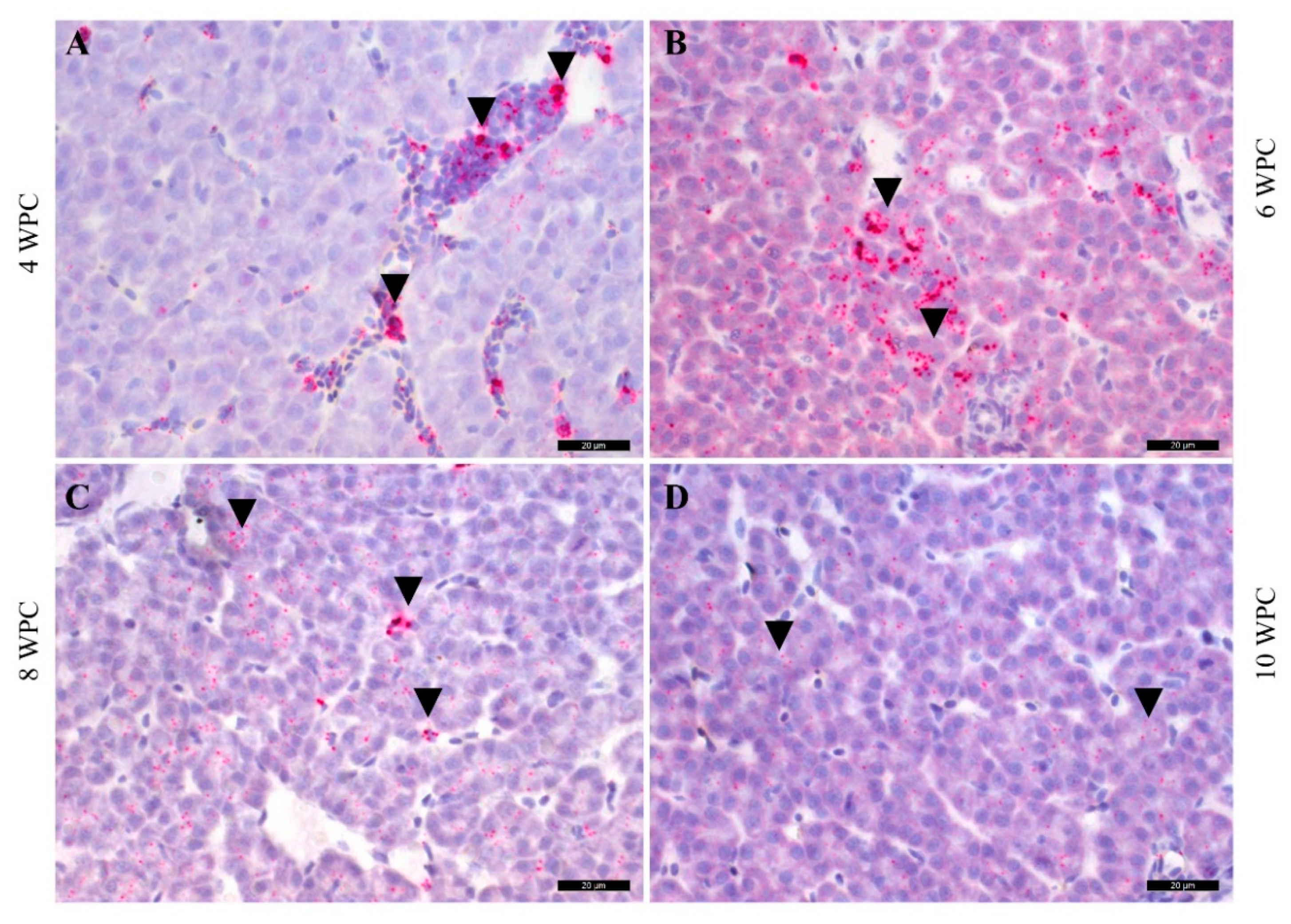 Pathogens 09 00143 g007 Pathogens 09 00143 g007