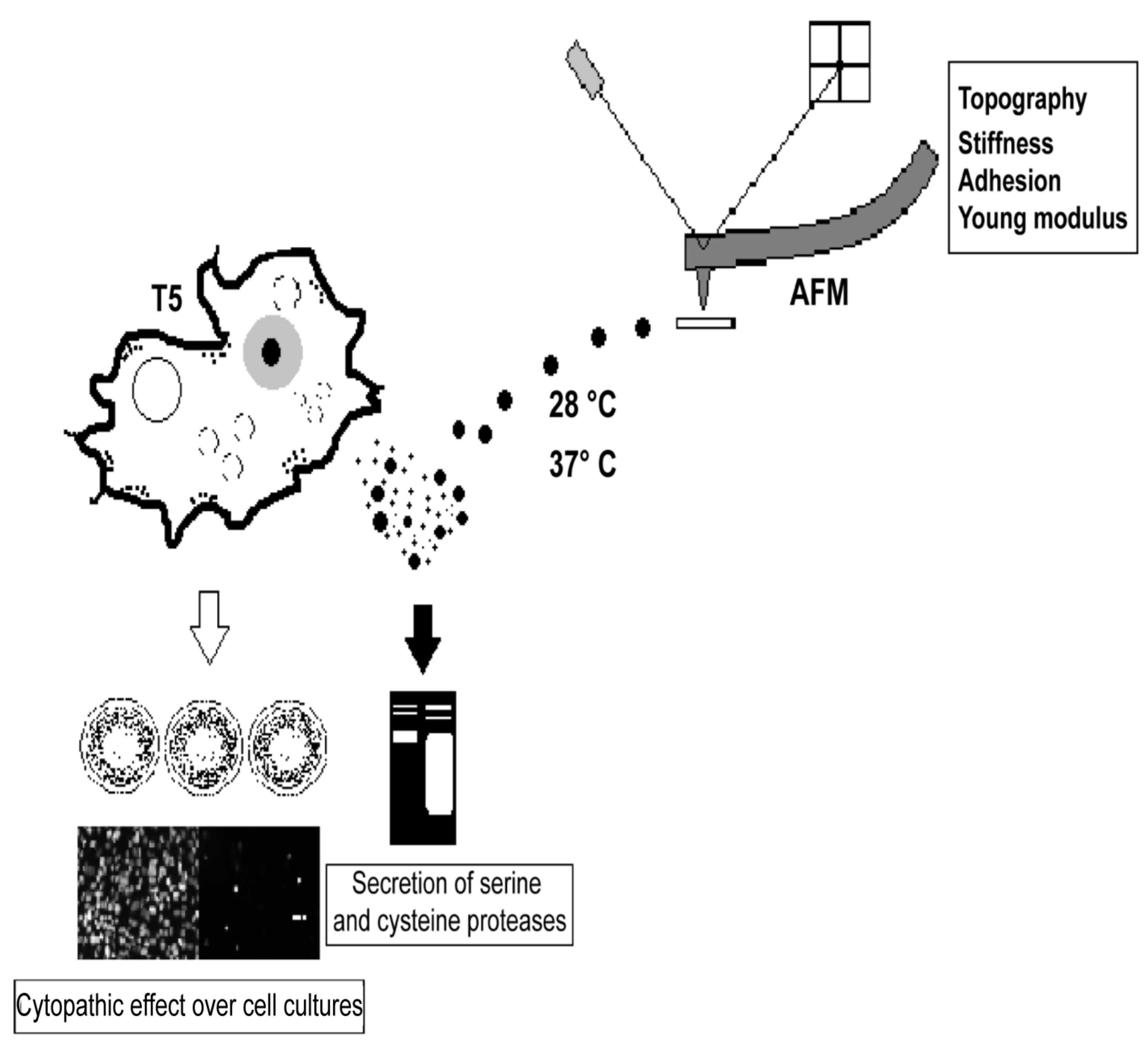 Normal flora pdf picture