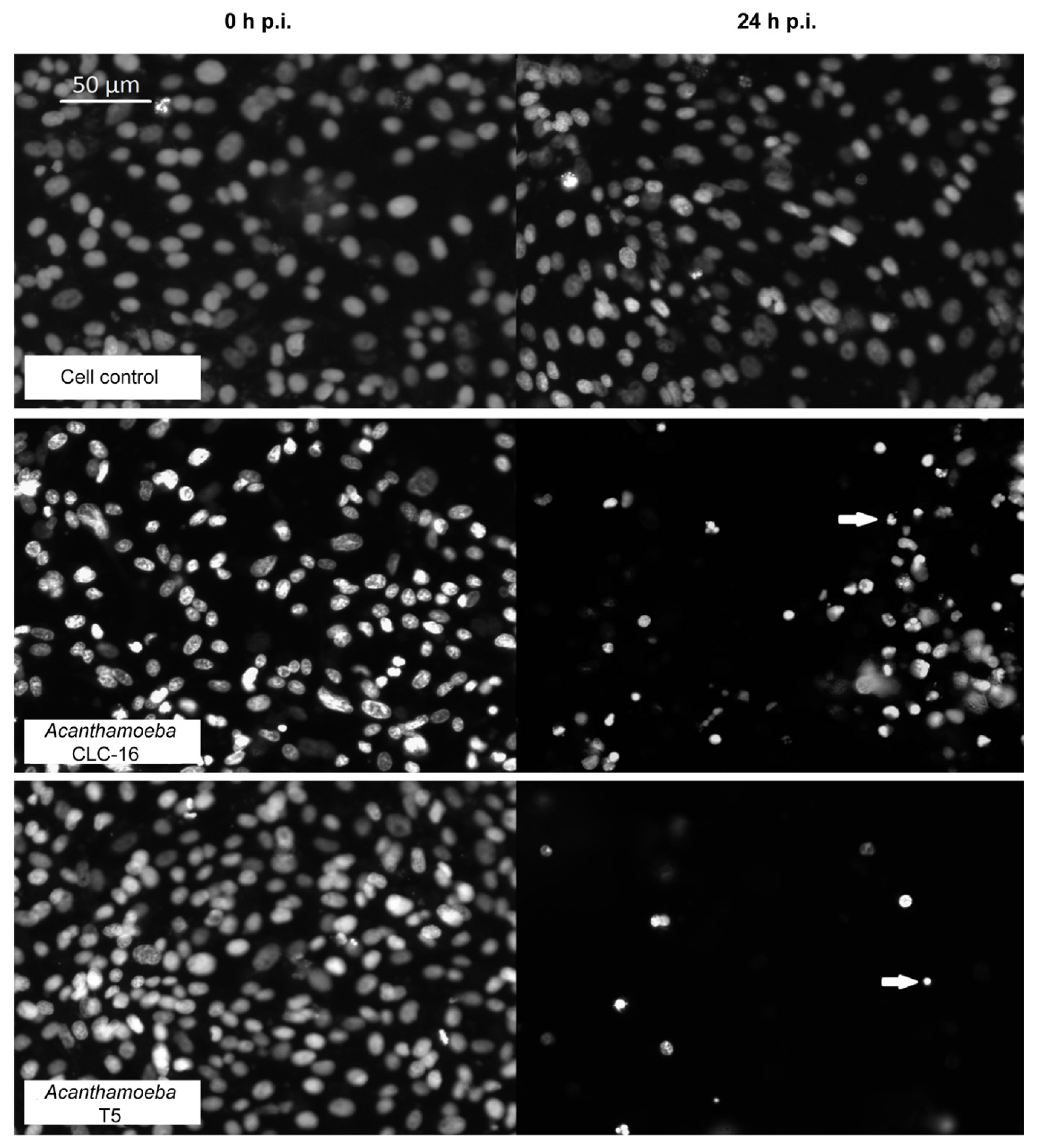 Pathogens 09 00144 g003 Pathogens 09 00144 g003