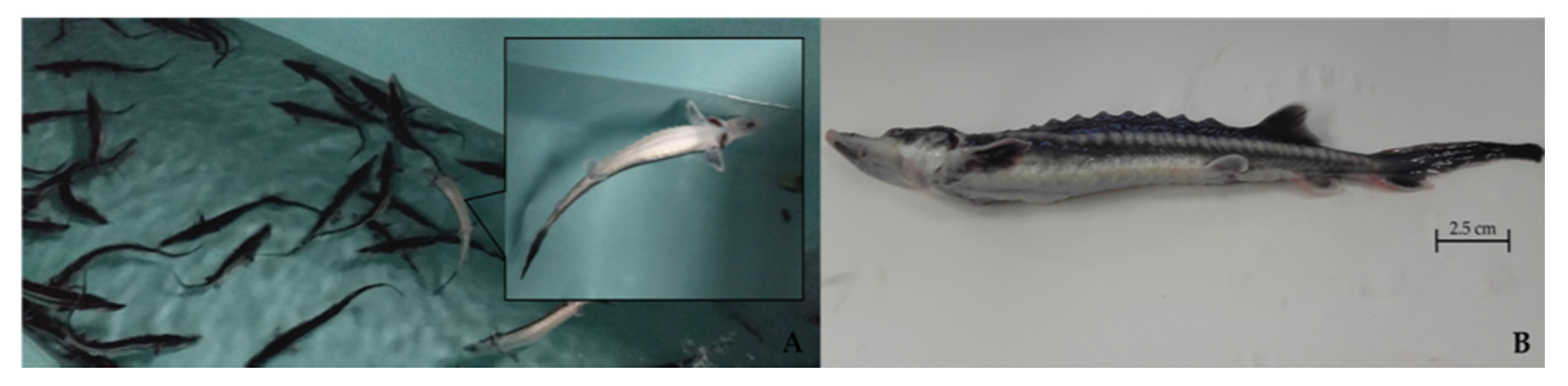 Pathogens 09 00156 g001 Pathogens 09 00156 g001