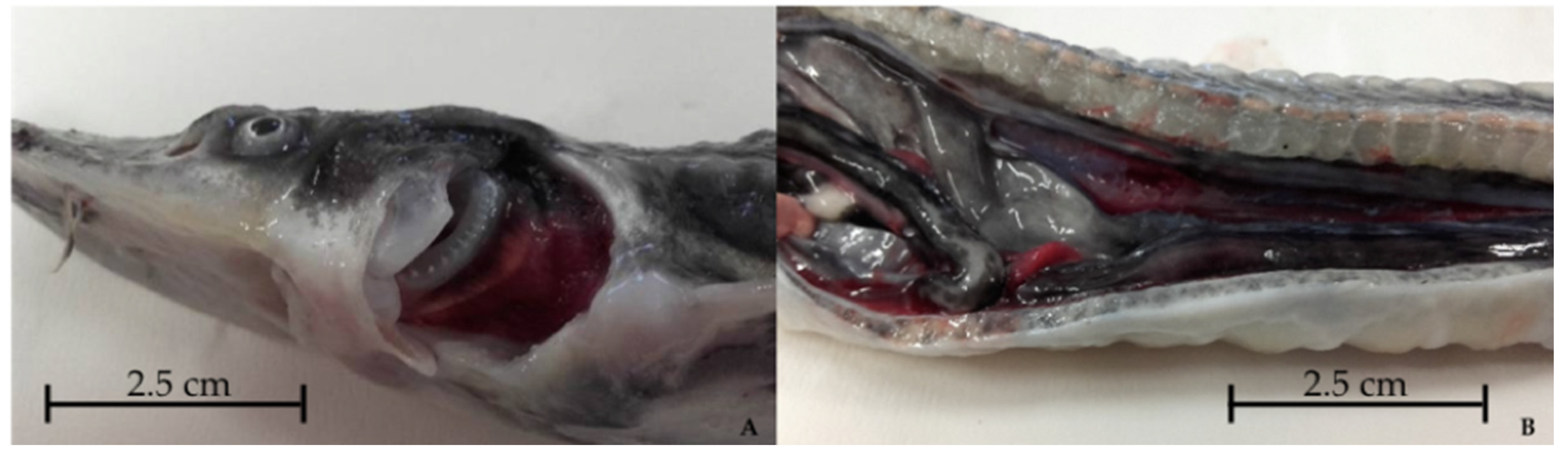 Pathogens 09 00156 g003 Pathogens 09 00156 g003