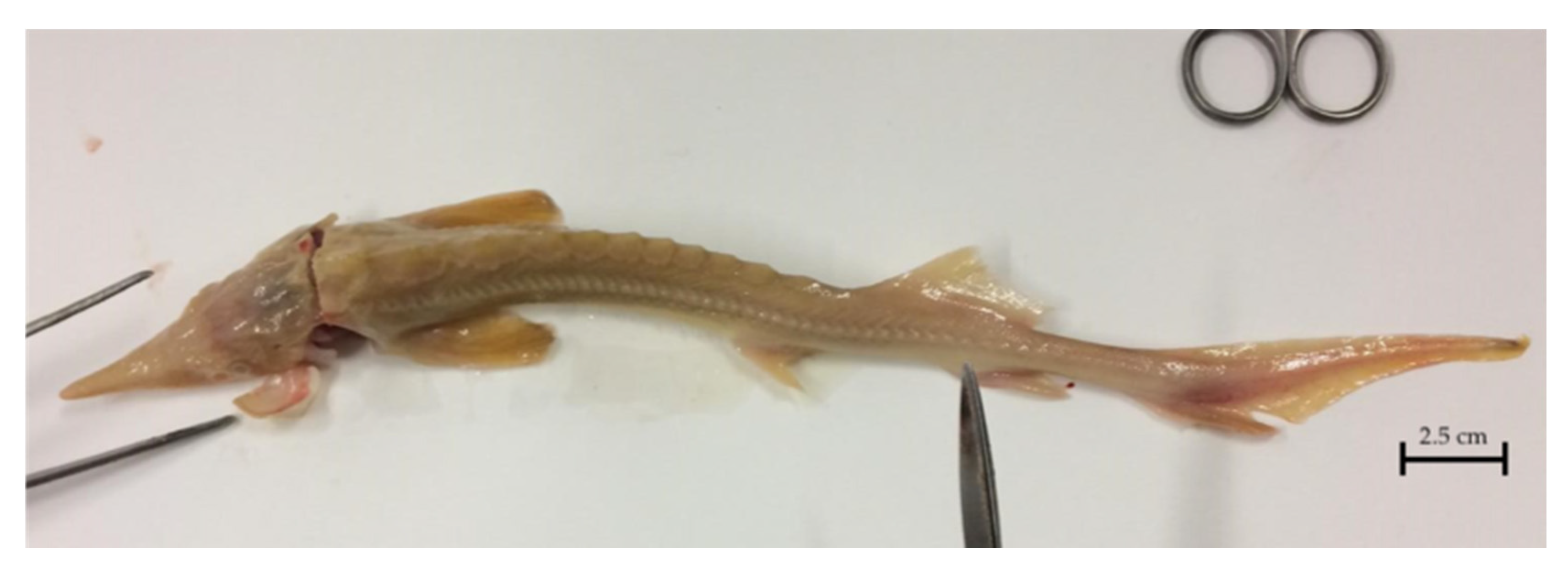 Pathogens 09 00156 g004 Pathogens 09 00156 g004