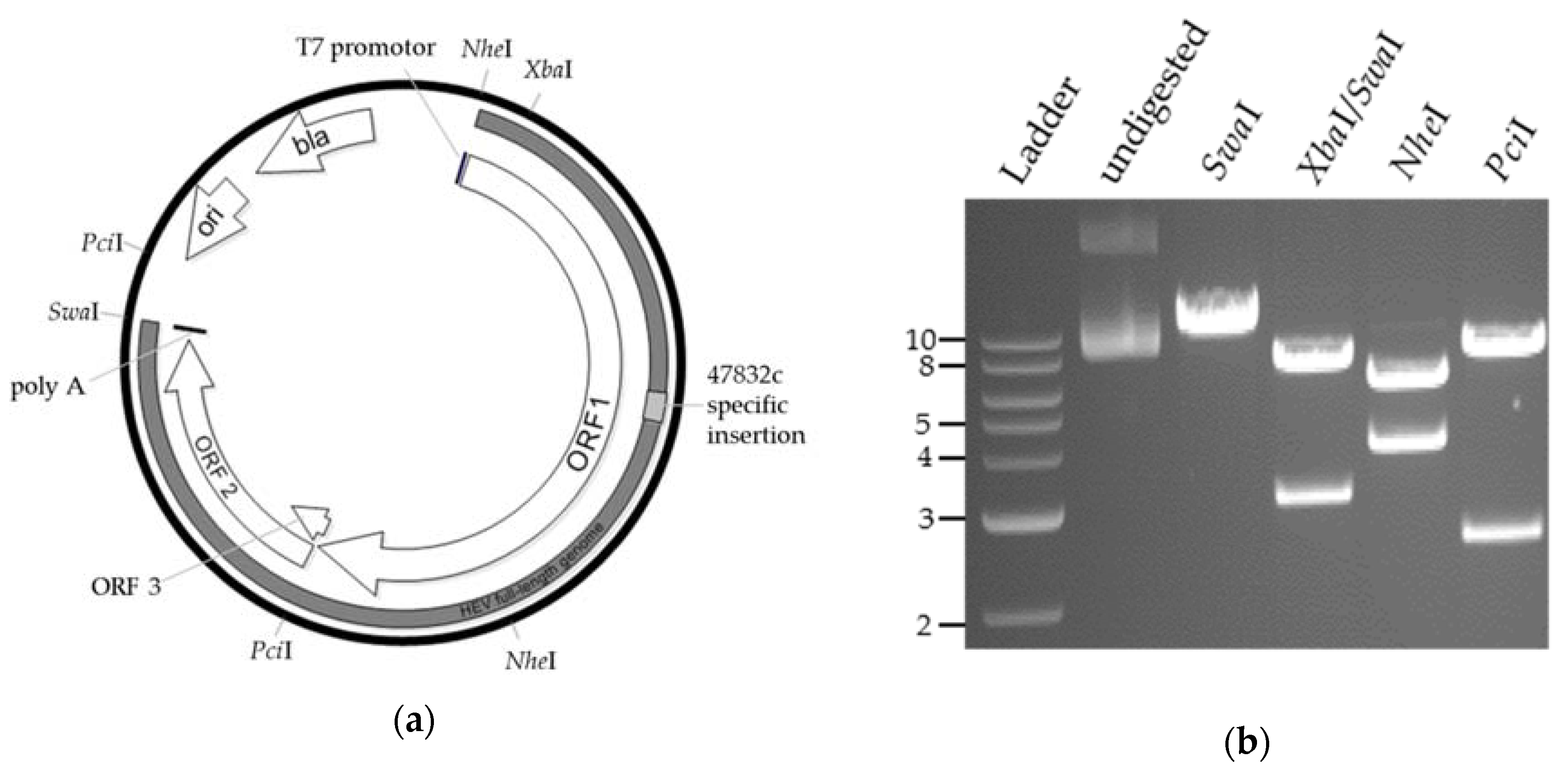 Pathogens 09 00157 g001