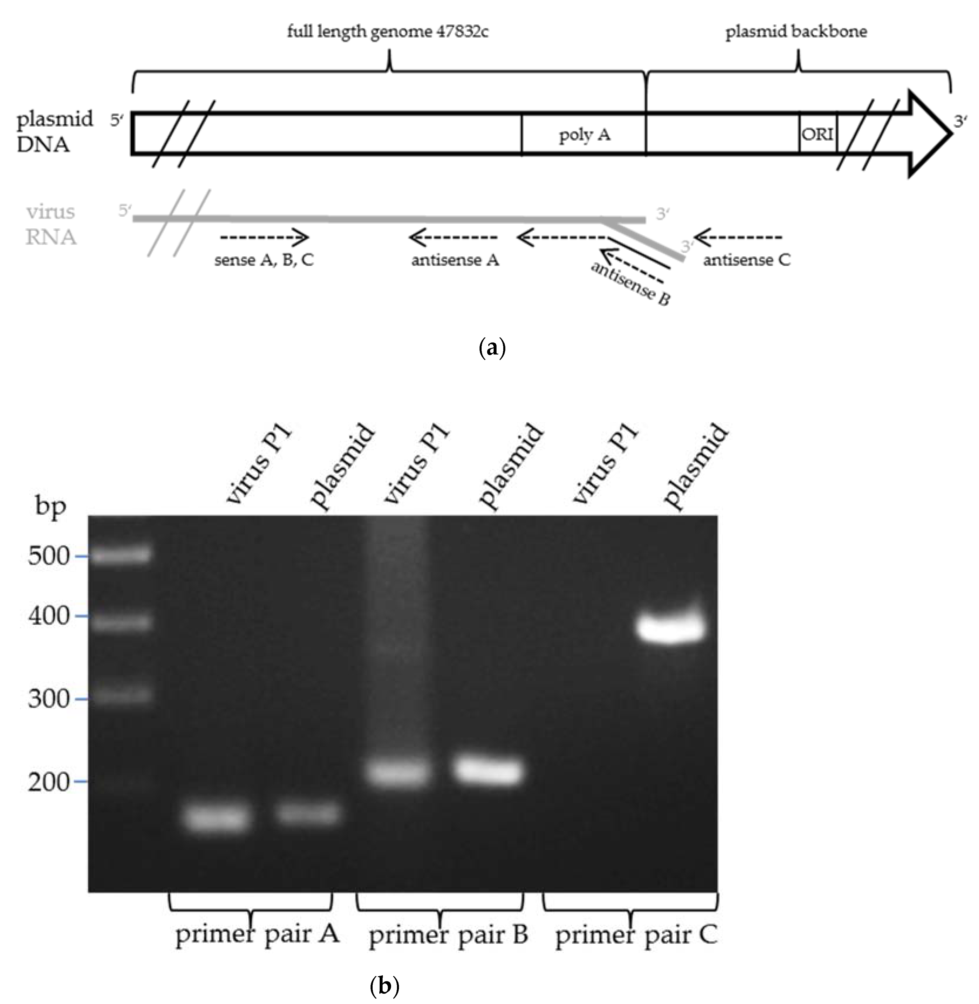 Pathogens 09 00157 g004