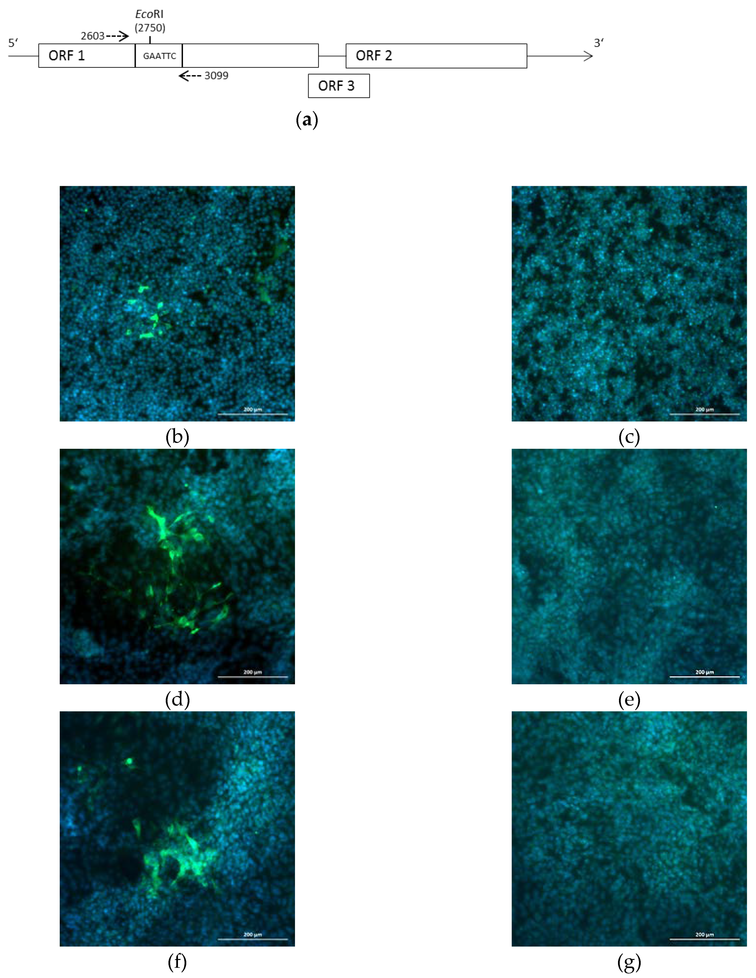 Pathogens 09 00157 g006
