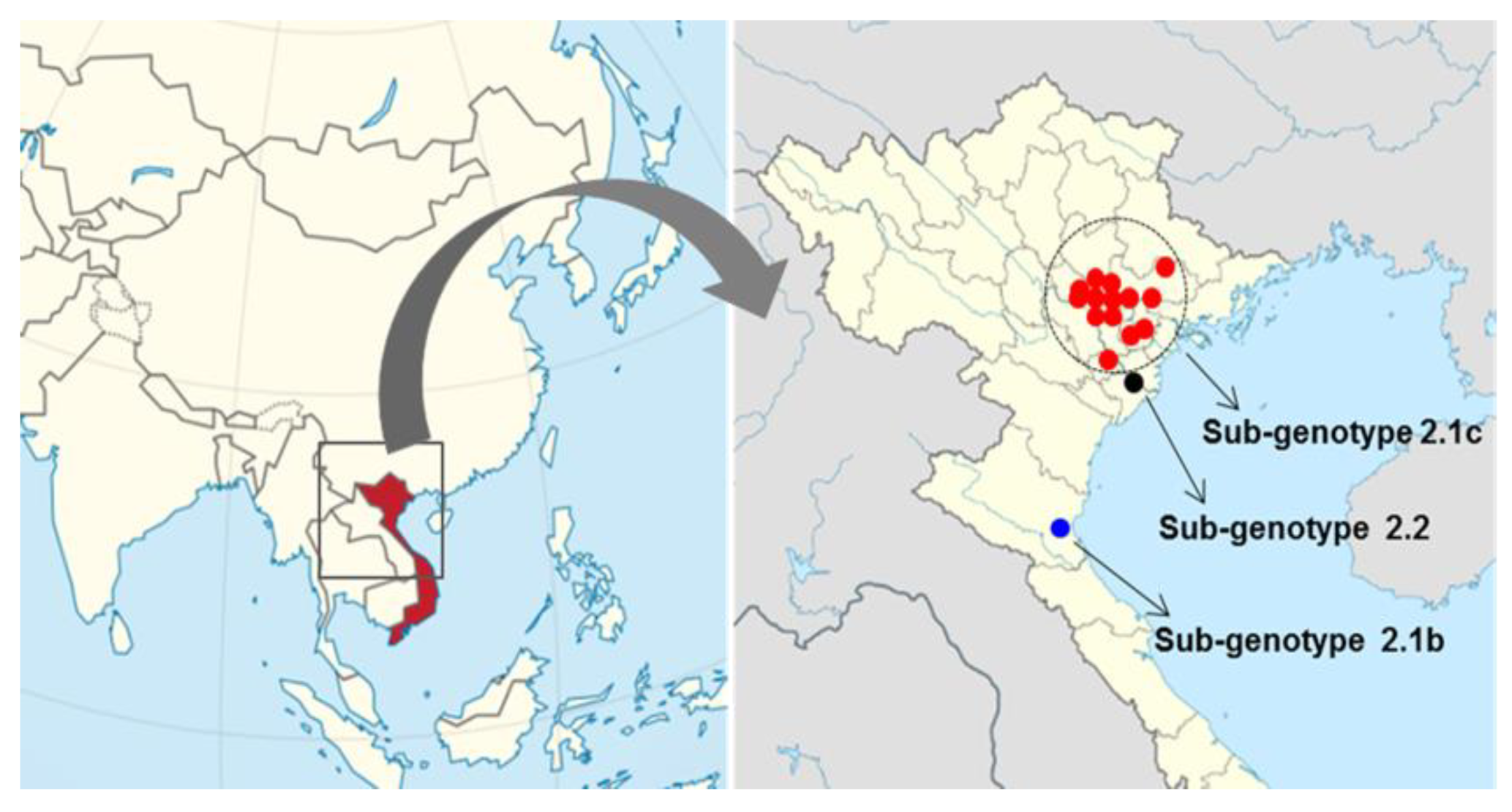 Pathogens Free Full Text Pathogenicity And Genetic Characterization Of Vietnamese Classical Swine Fever Virus 2014 2018 Html