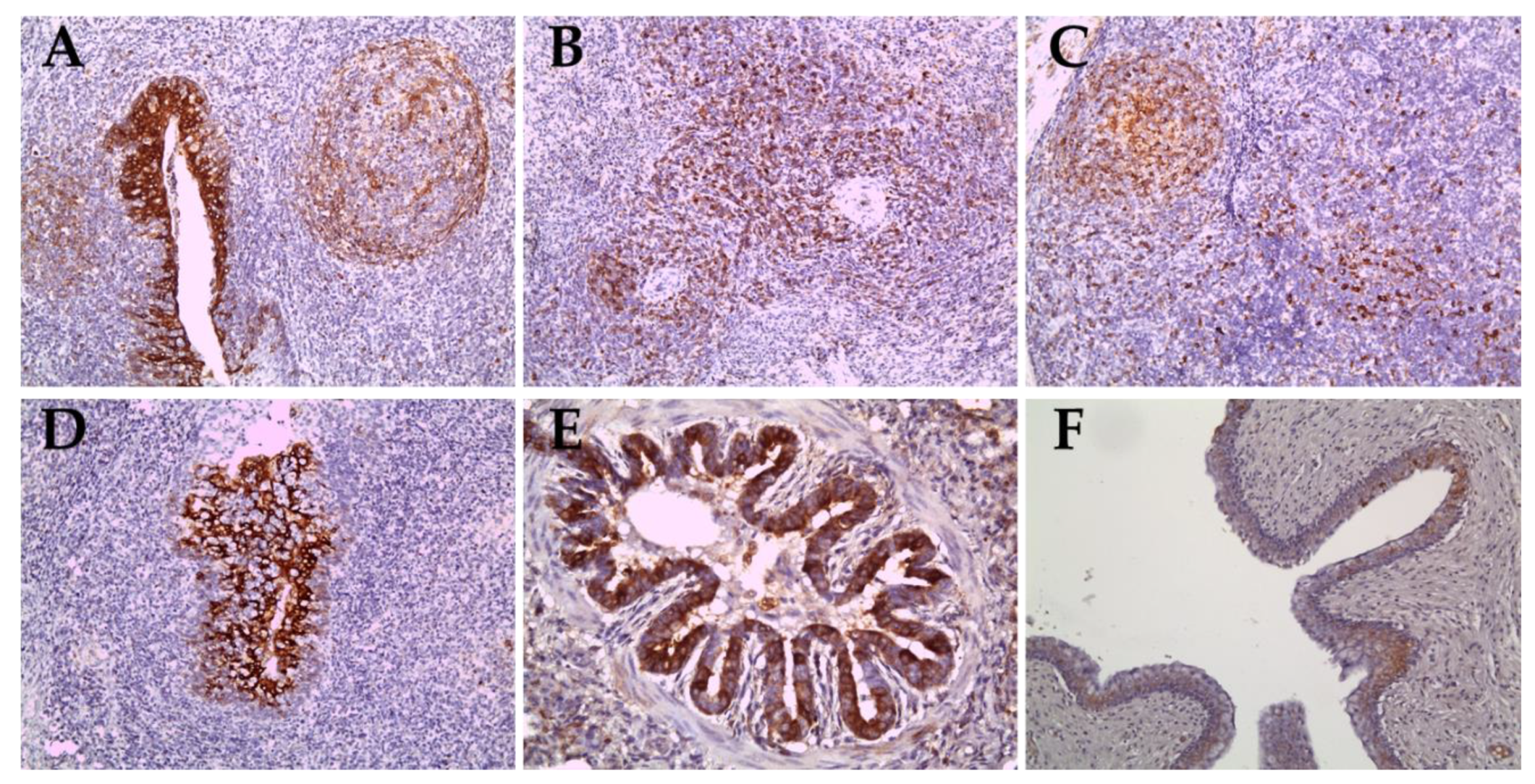 Pathogens 09 00169 g005 Pathogens 09 00169 g005