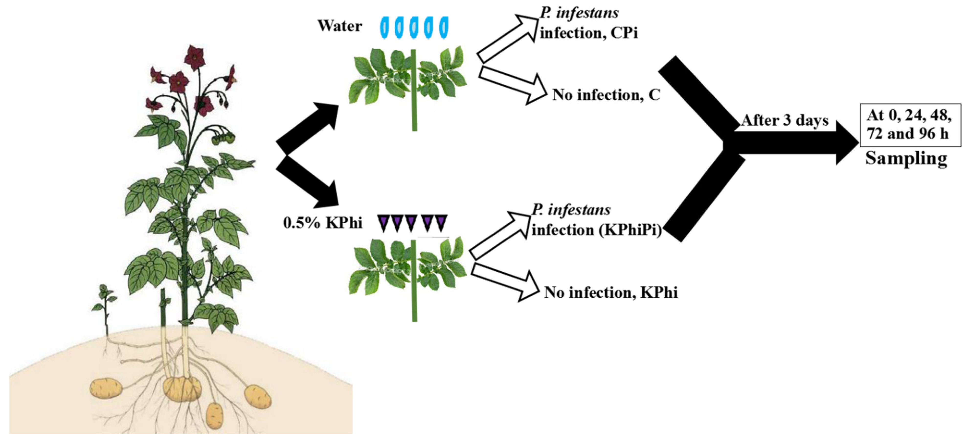 Pathogens 09 00170 g008 Pathogens 09 00170 g008